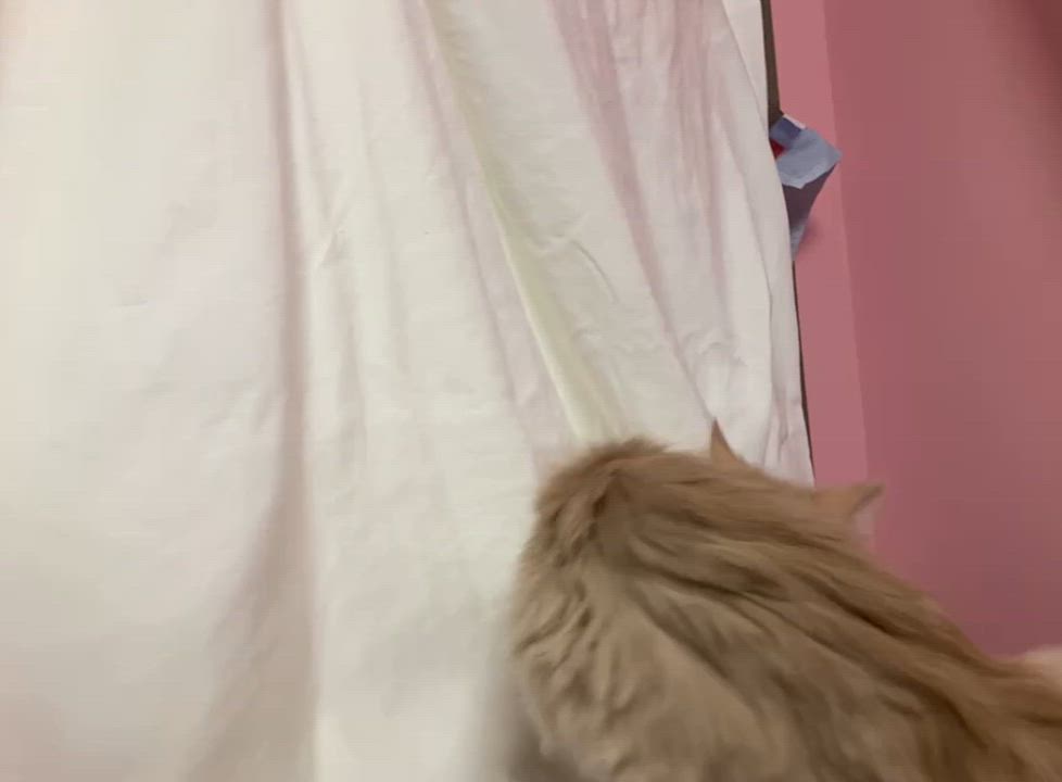 Enlarge Cindy, an adopted Domestic Medium Hair in Cincinnati, OH video 3/3