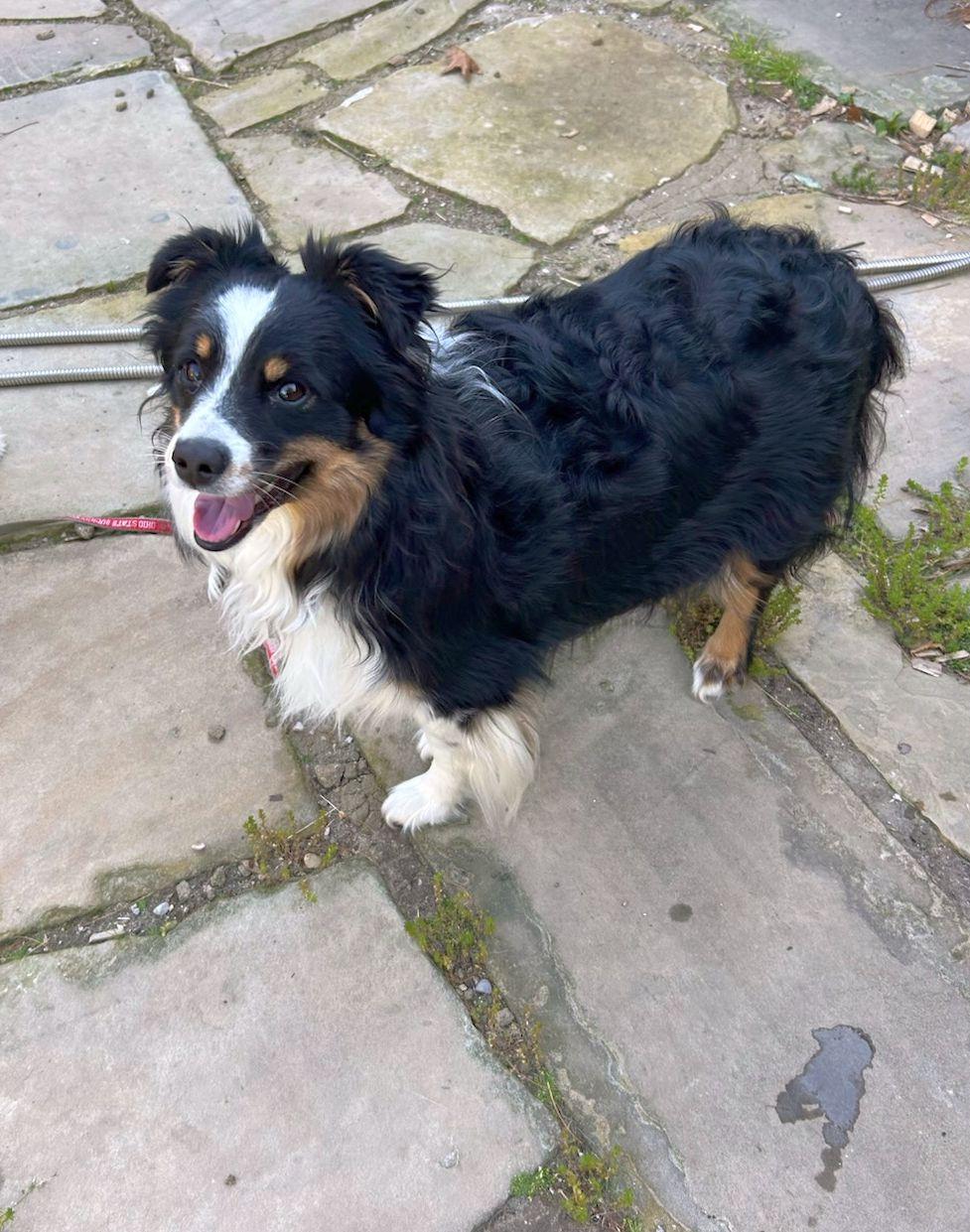 GIZZY (mini), ADOPTABLE, Adult Female Australian Shepherd.