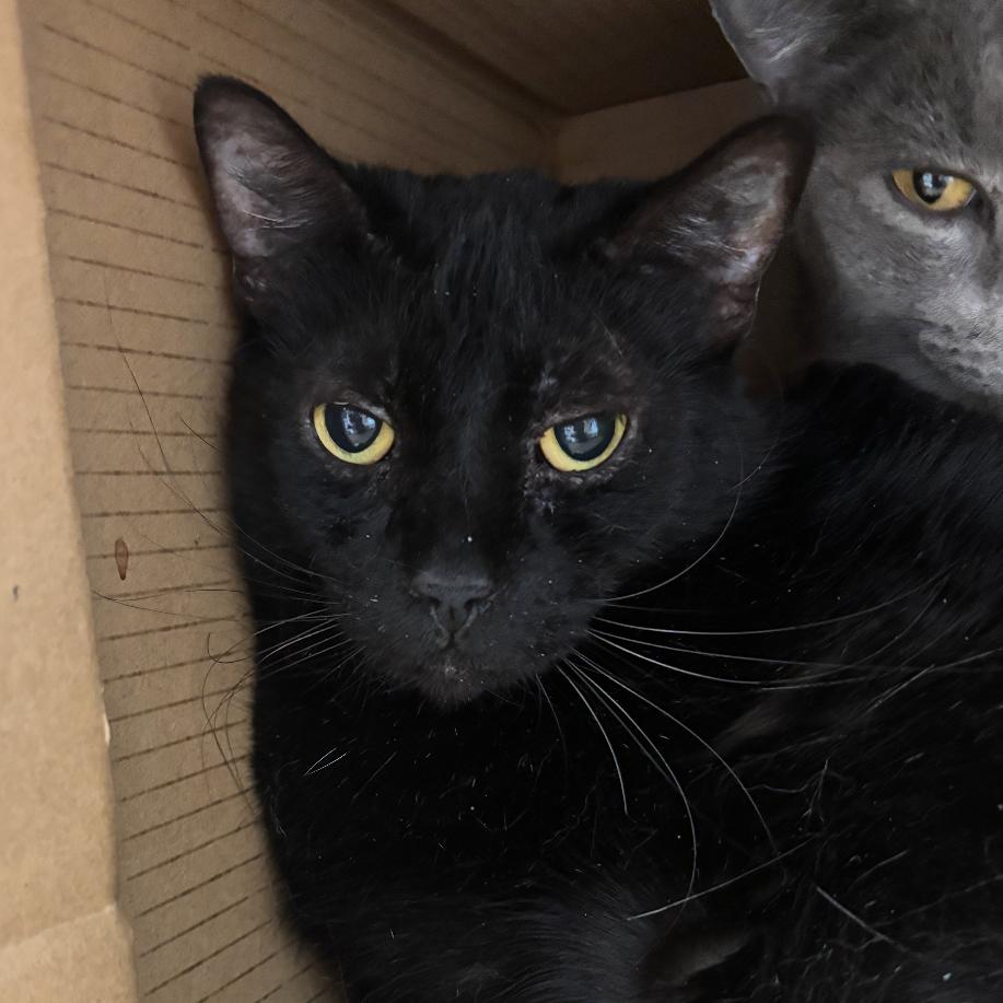 Jan, Adoptable, Adult Female Domestic Short Hair.