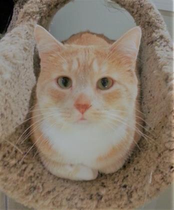 Tanner, Adoptable, Young Male Domestic Short Hair & Domestic Short Hair.