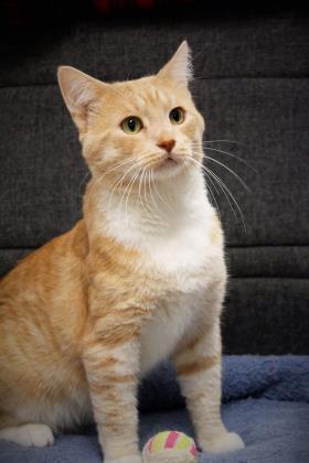 Tanner, a Adoptable Domestic Short Hair in Hastings, MN image 2/3