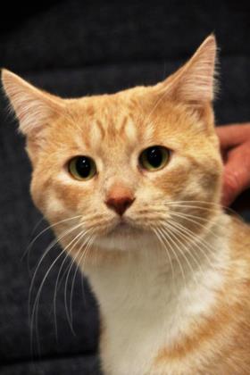 Enlarge Tanner, a Adoptable Domestic Short Hair in Hastings, MN image 3/3