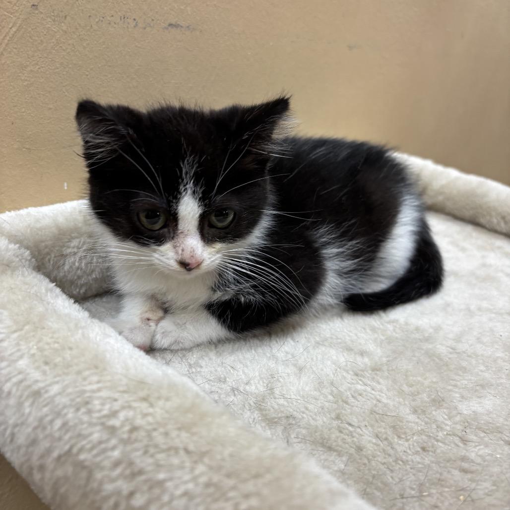 Enlarge Glen, a Adoptable Domestic Short Hair in Hemet, CA image 1/2