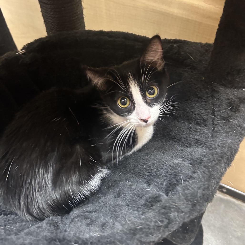 Enlarge Glen, a Adoptable Domestic Short Hair in Hemet, CA image 2/2