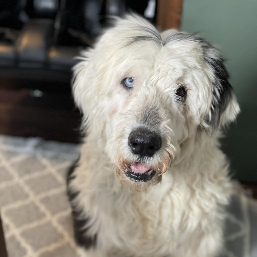 Sky, Adoptable, Senior Female Old English Sheepdog.