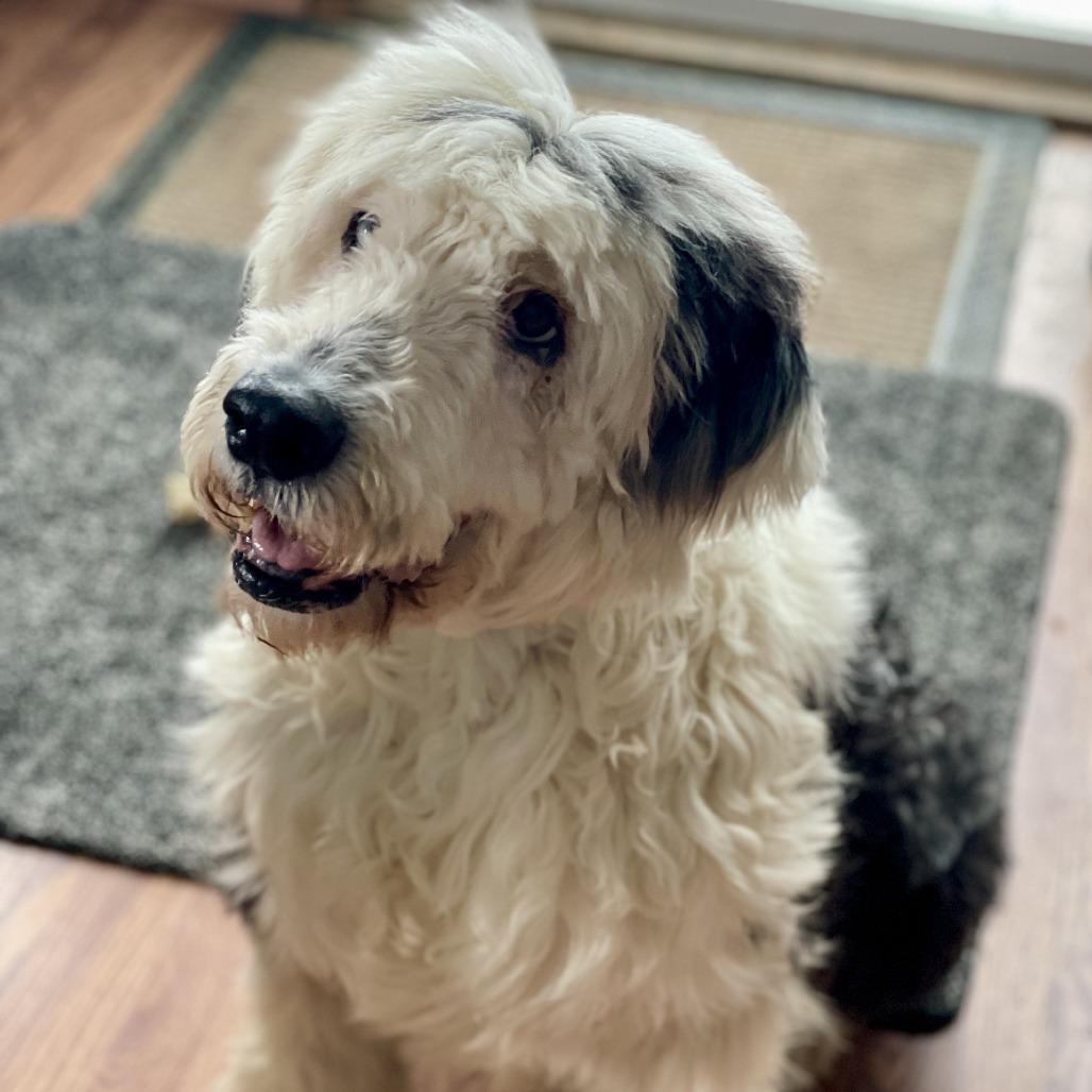 Sky, a Adoptable Old English Sheepdog in Delaware, OH image 2/6