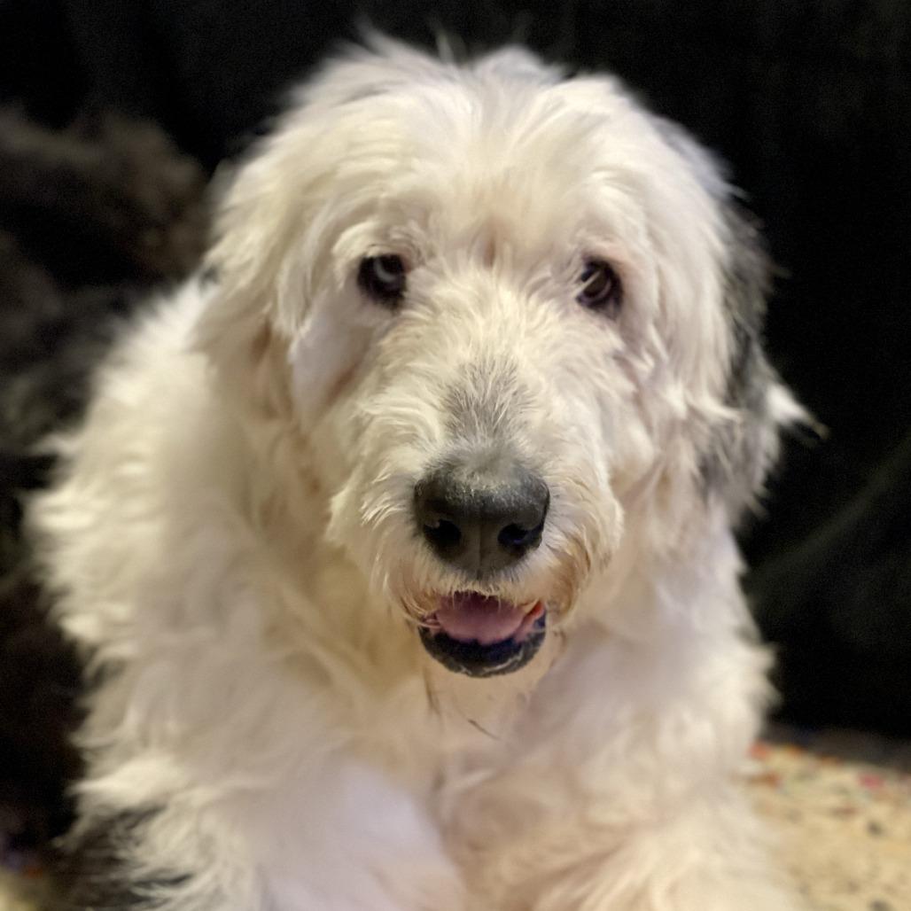 Sky, a Adoptable Old English Sheepdog in Delaware, OH image 3/6