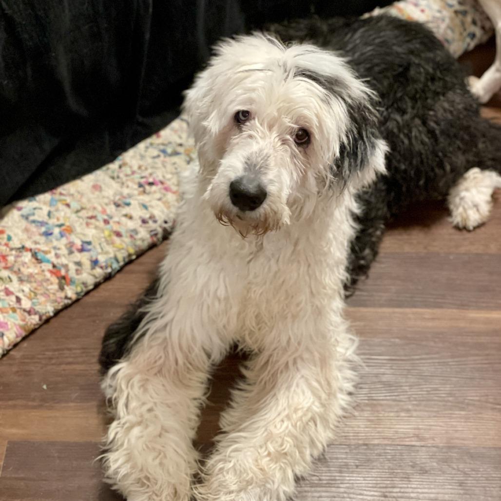 Sky, a Adoptable Old English Sheepdog in Delaware, OH image 4/6