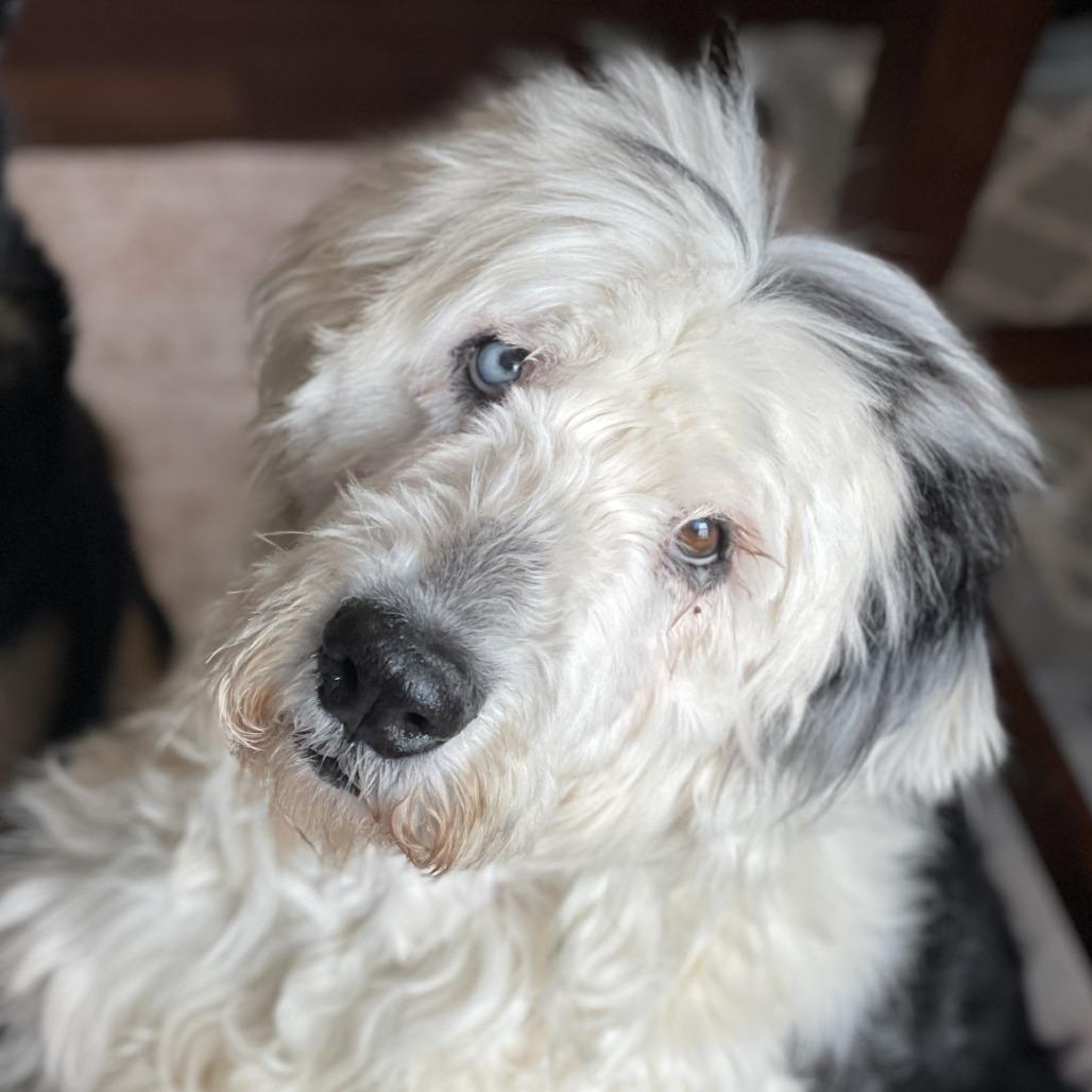 Sky, a Adoptable Old English Sheepdog in Delaware, OH image 6/6