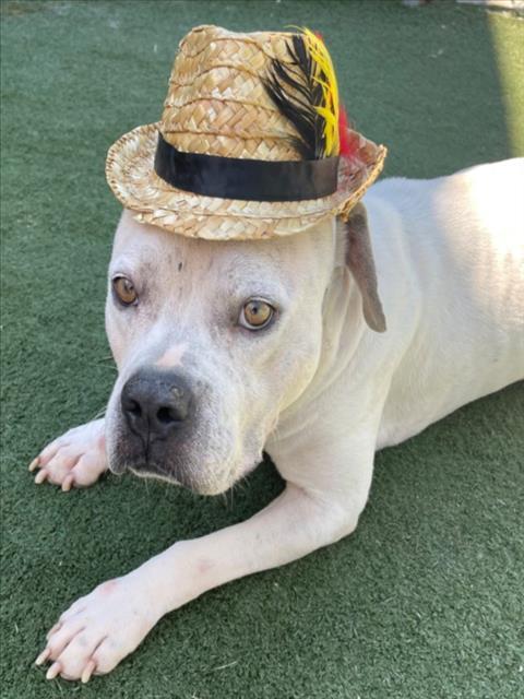 ALBUS, Adoptable, Adult Male Pit Bull Terrier & Mixed Breed.