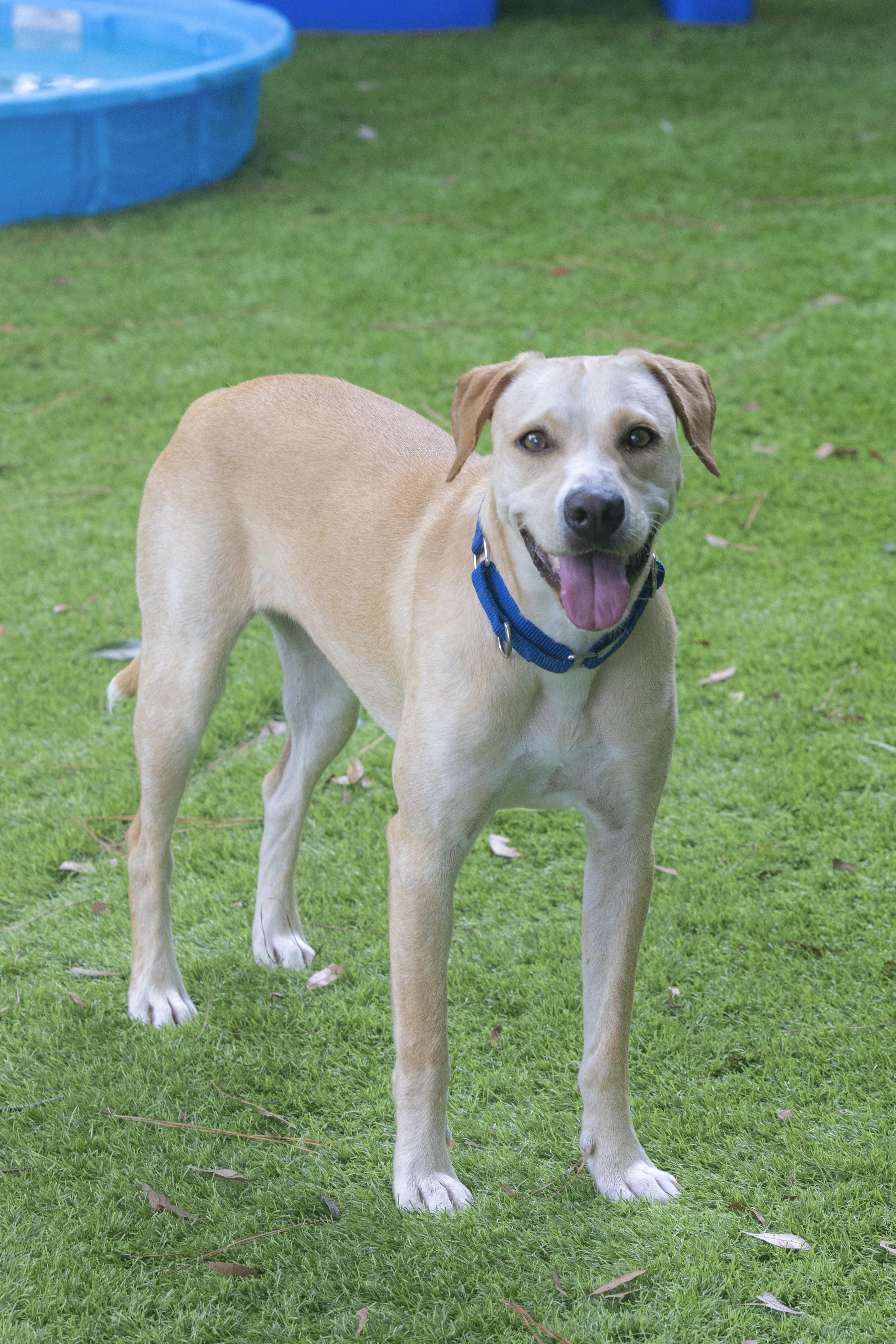 Enlarge Bea, a Adoptable mixed breed in Pawleys Island, SC image 1/5
