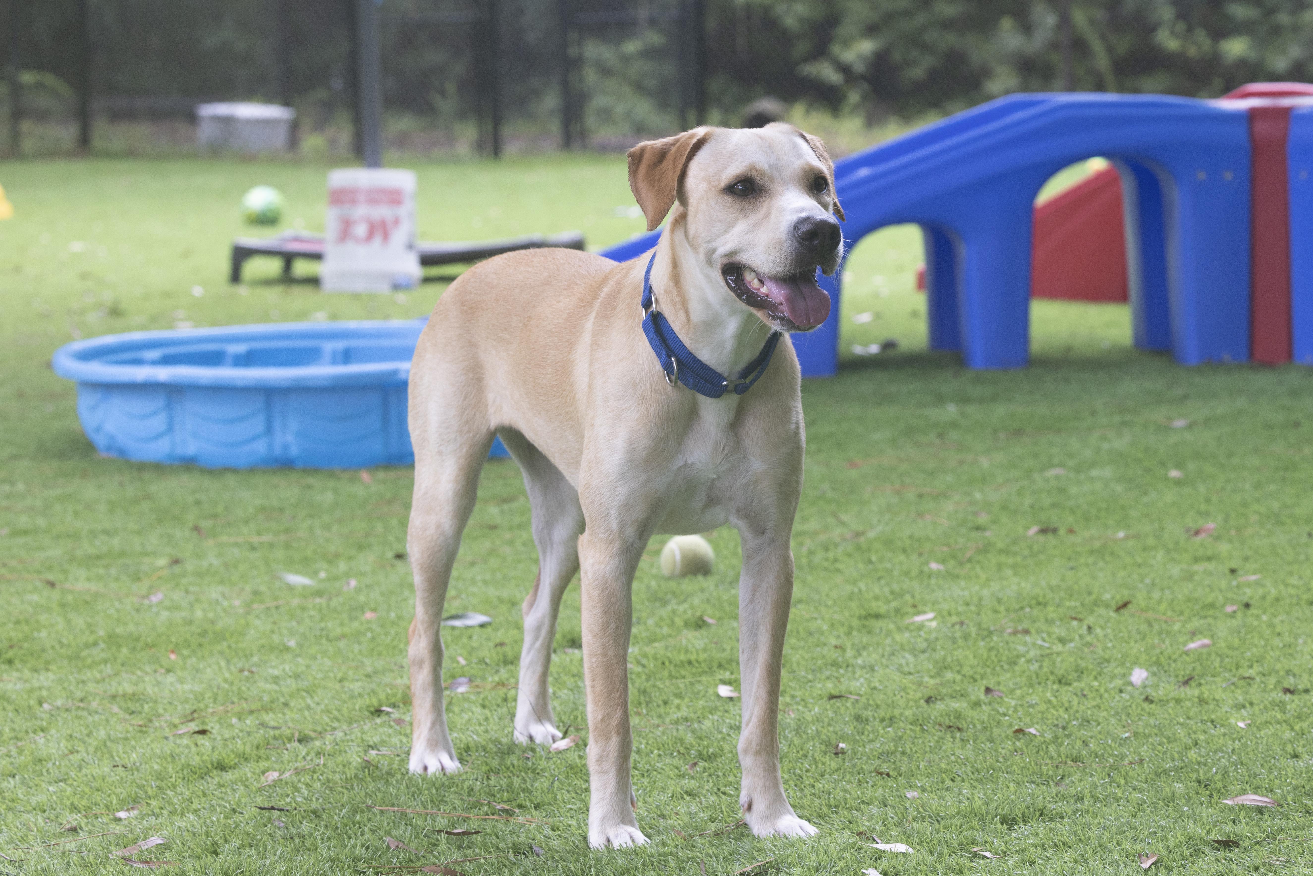Enlarge Bea, a Adoptable mixed breed in Pawleys Island, SC image 3/5