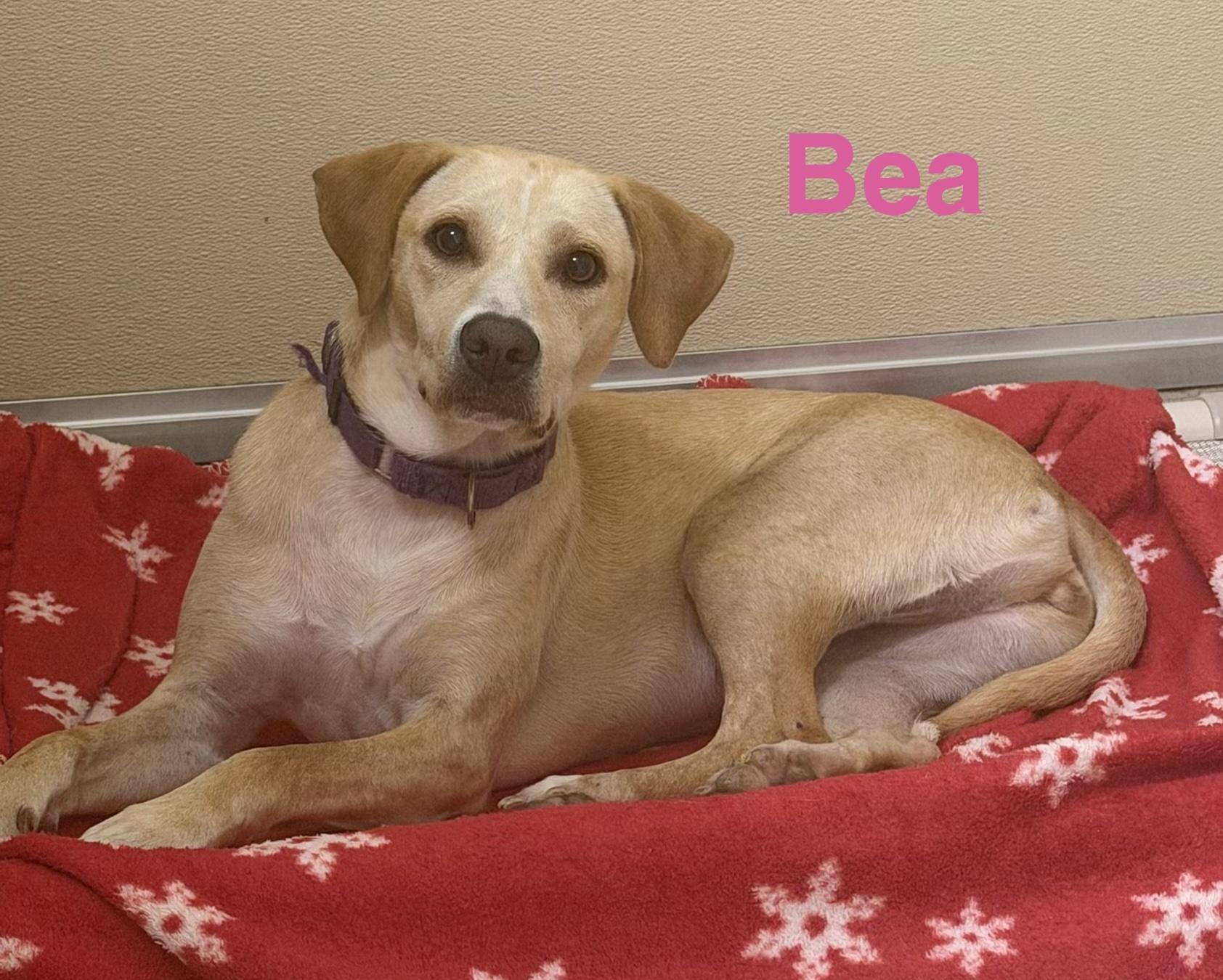 Enlarge Bea, a Adoptable mixed breed in Pawleys Island, SC image 5/5