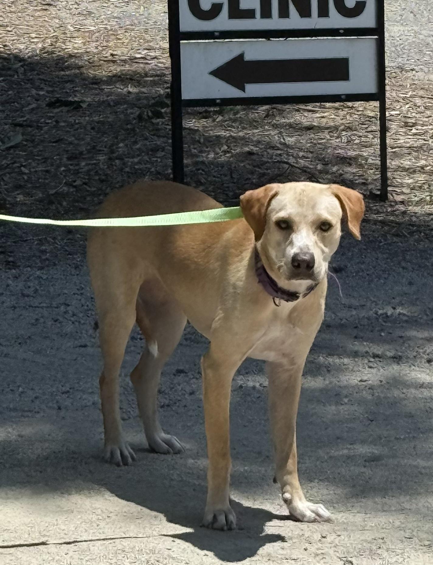 Enlarge Bea, a Adoptable mixed breed in Pawleys Island, SC image 4/5