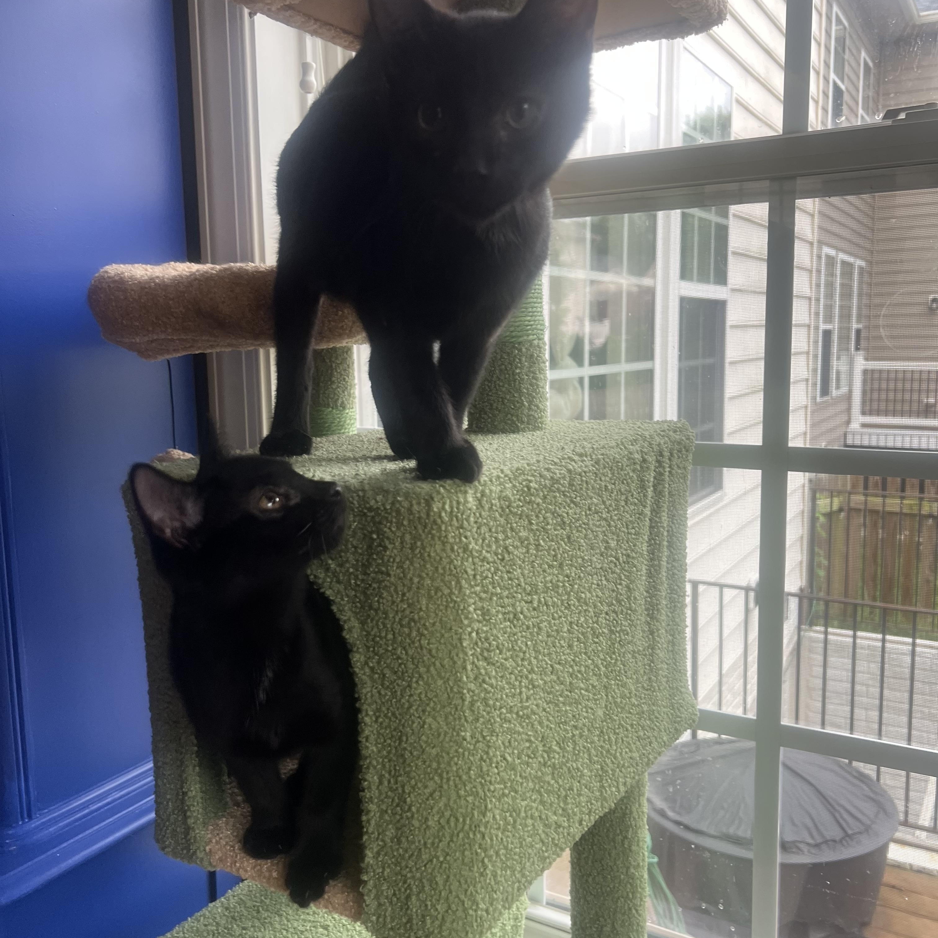 Enlarge Mario & Luigi - 4 months - TWO WILD AND CRAZY GUYS, a ADOPTABLE American Shorthair in Bristow, VA image 2/2