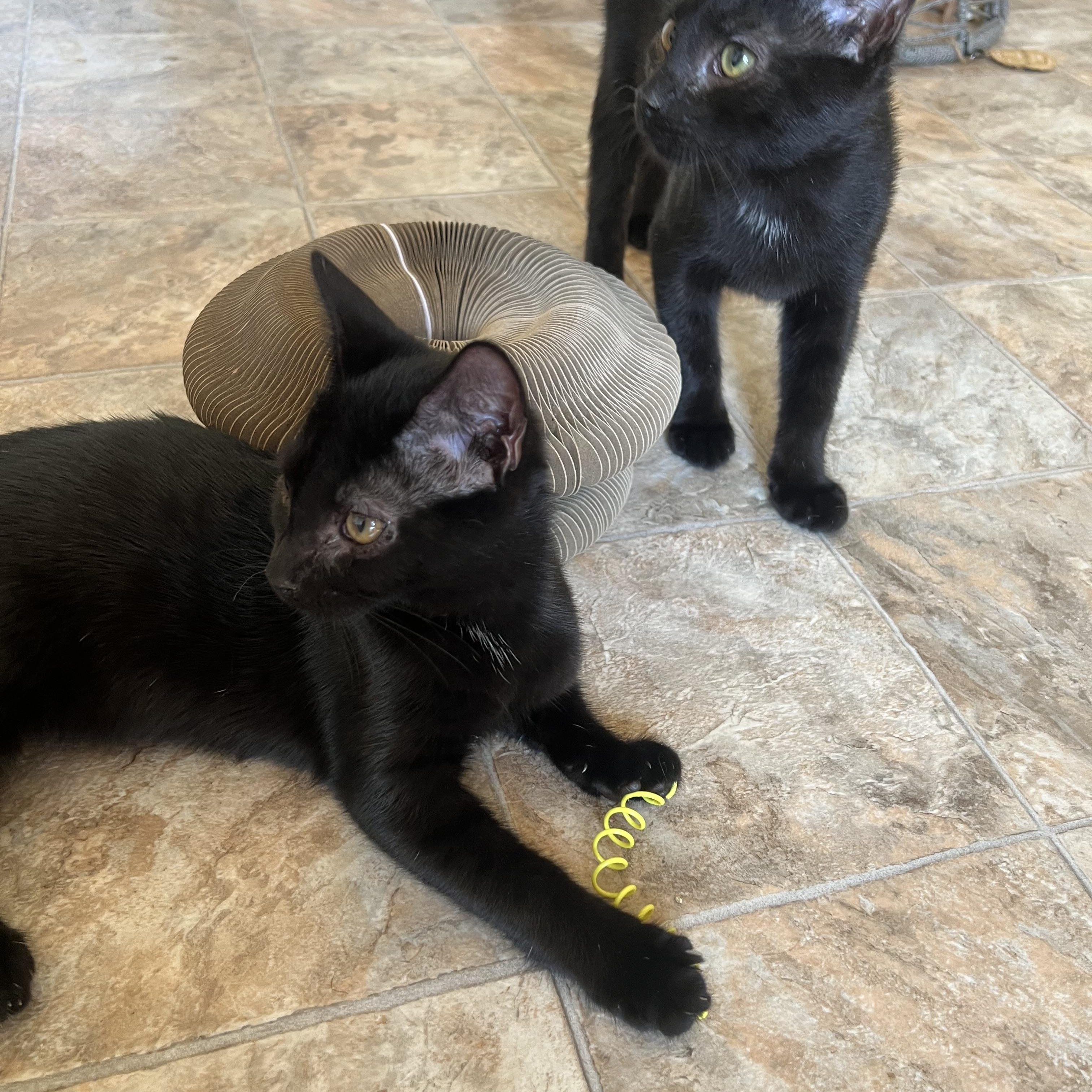 Mario & Luigi - 4 months - TWO WILD AND CRAZY GUYS, ADOPTABLE, Kitten Male American Shorthair.