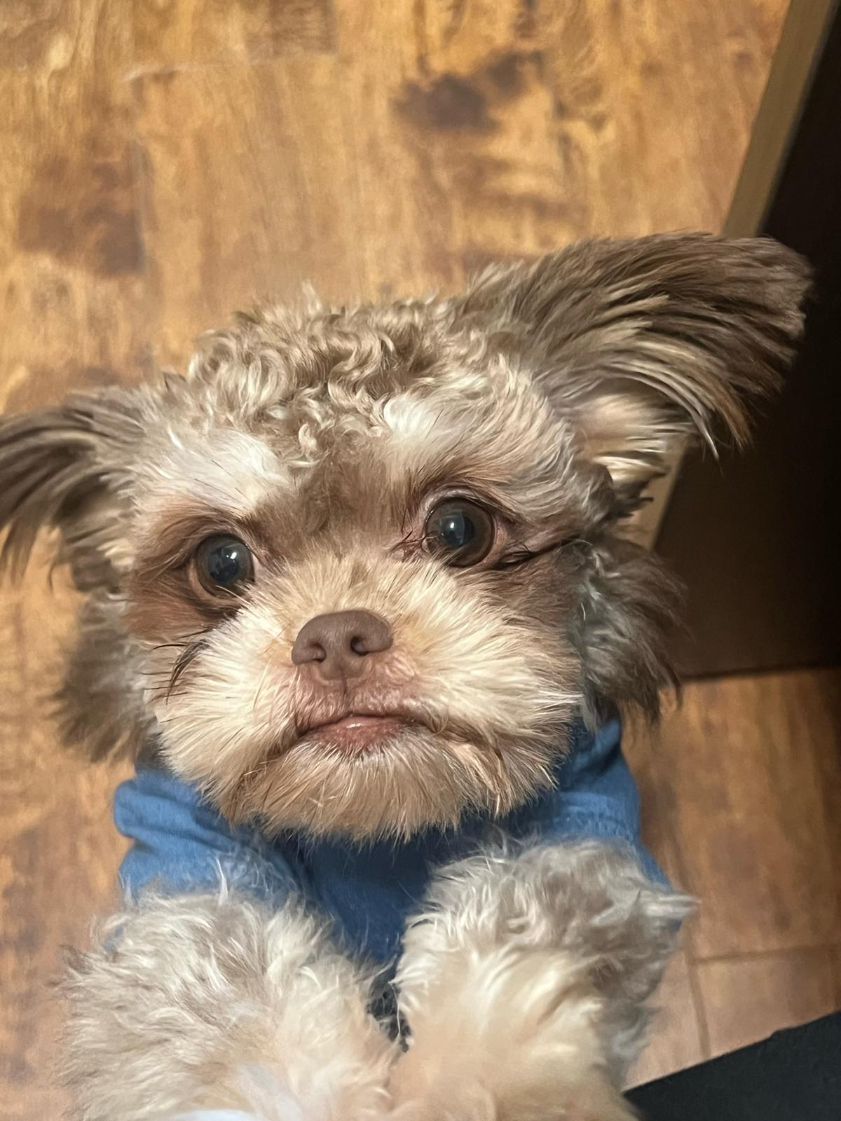 TOFFEE/BROWNIE (Bonded pair), adopted, Young Male Maltese & Japanese Chin.