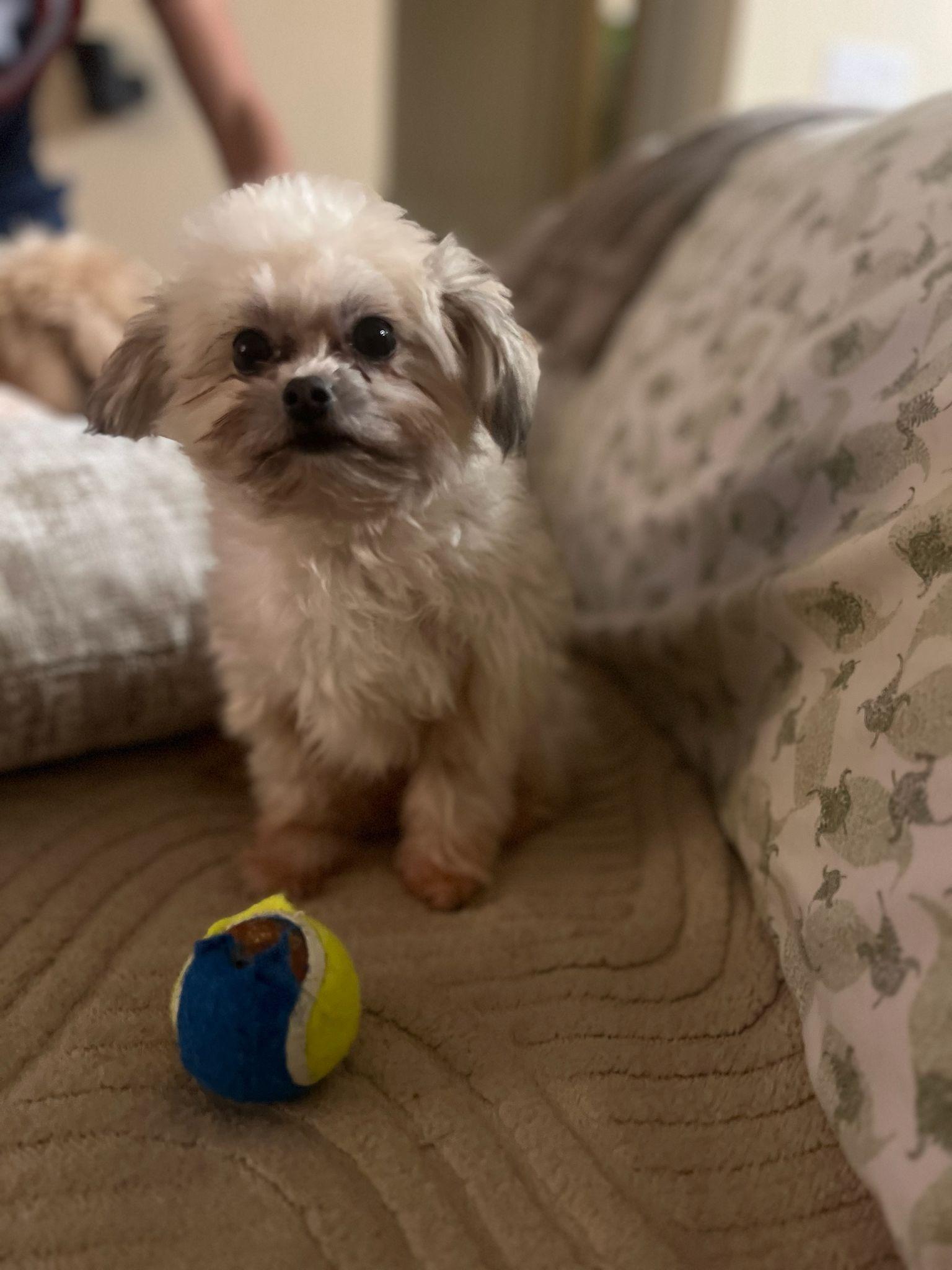 TOFFEE/BROWNIE (Bonded pair), an adopted mixed breed in Surrey, BC image 2/3