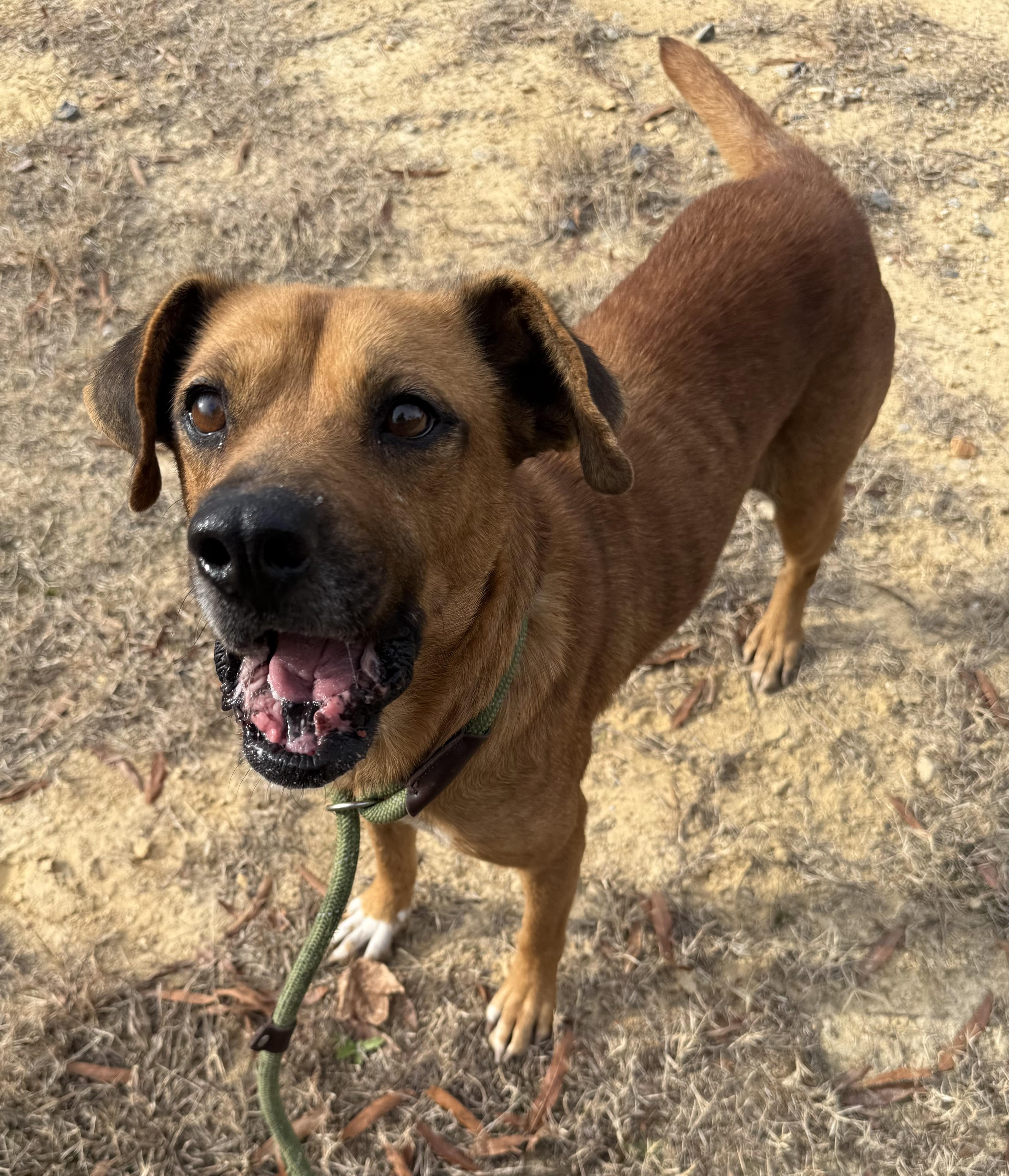 Enlarge Bailey, a ADOPTABLE mixed breed in Lancaster, SC image 1/3