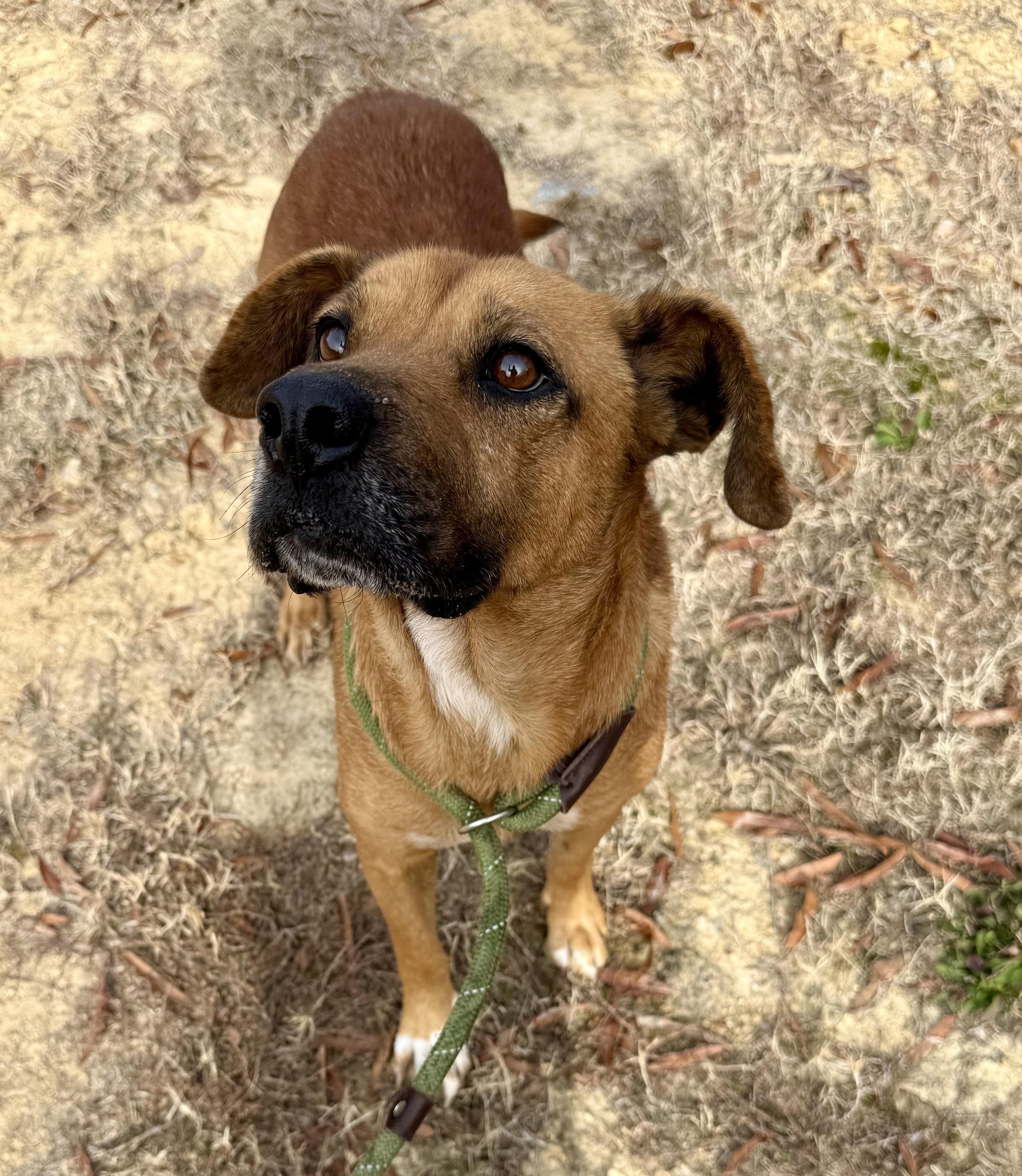 Enlarge Bailey, a ADOPTABLE mixed breed in Lancaster, SC image 3/3