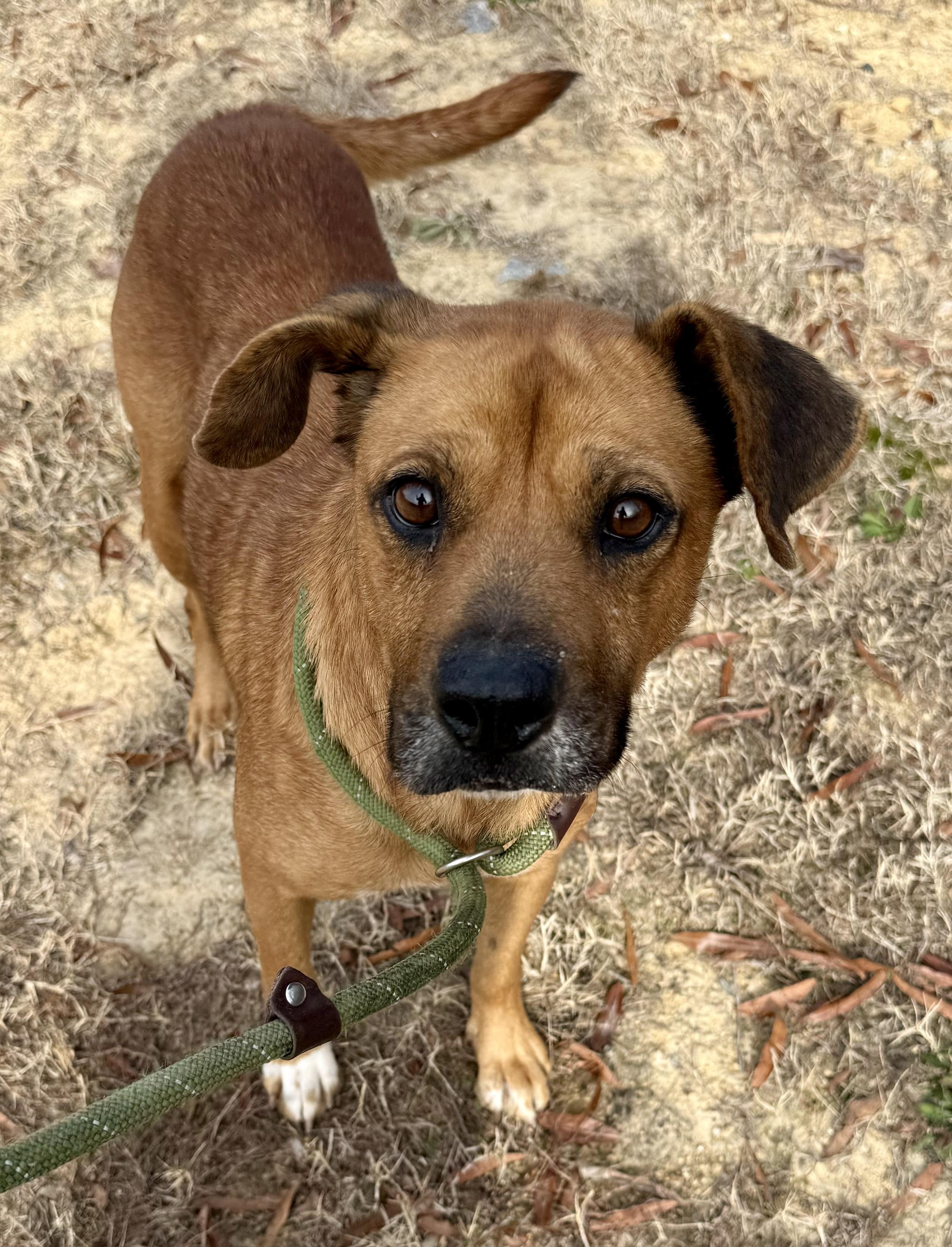 Enlarge Bailey, a ADOPTABLE mixed breed in Lancaster, SC image 2/3