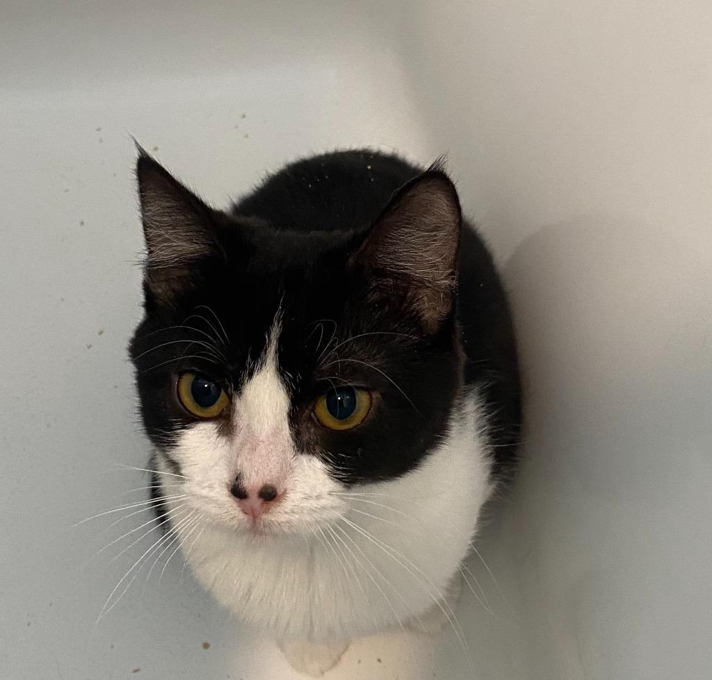 Luna, Adoptable, Adult Female Domestic Short Hair.