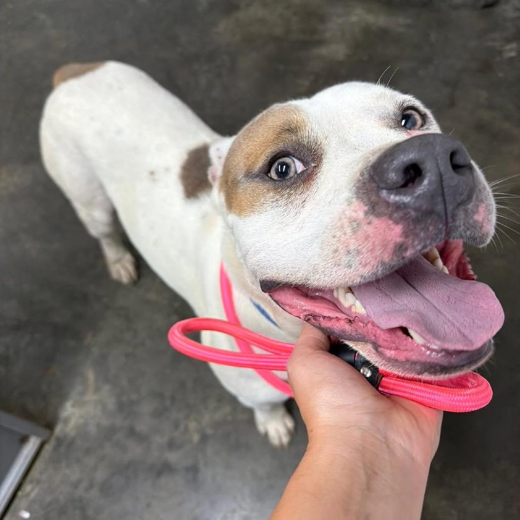 Milo, Adoptable, Adult Male Pit Bull Terrier.