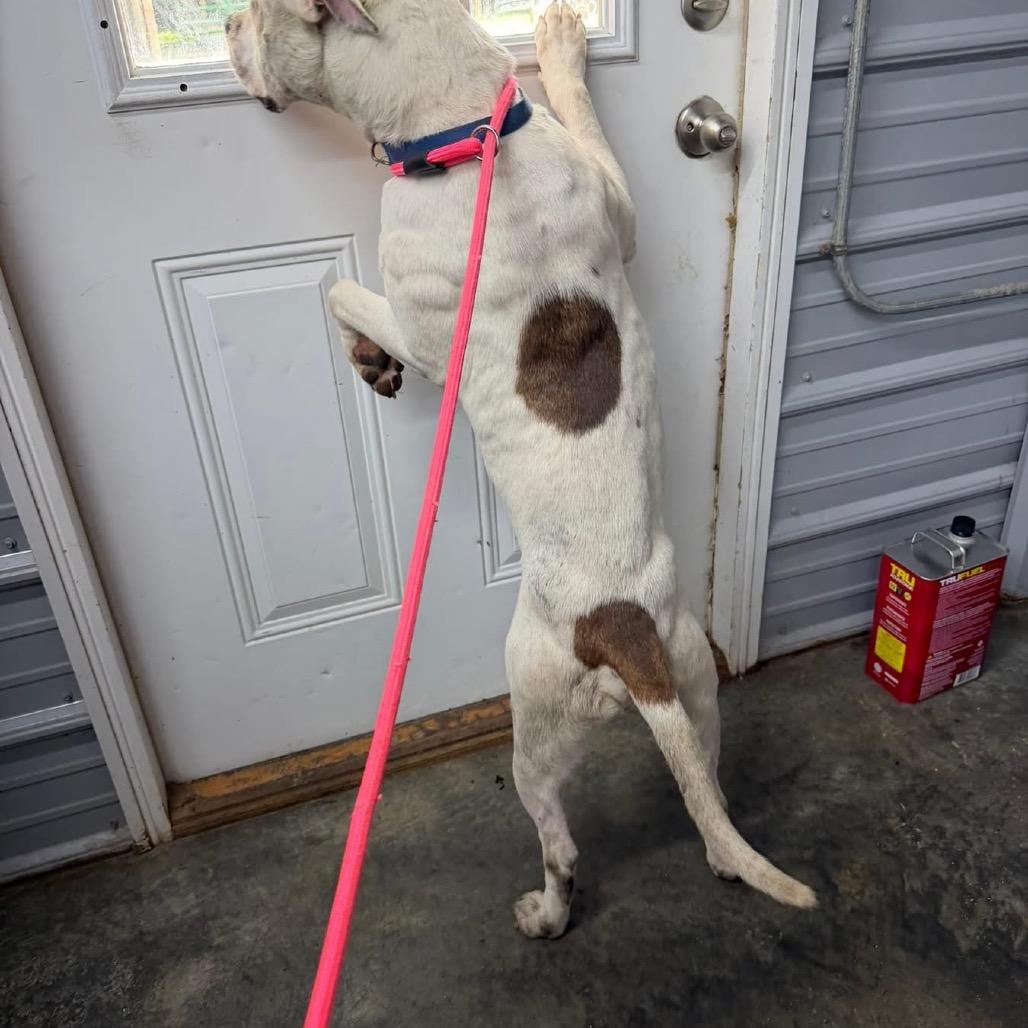 Milo, a Adoptable Pit Bull Terrier in Princeton, KY image 2/5
