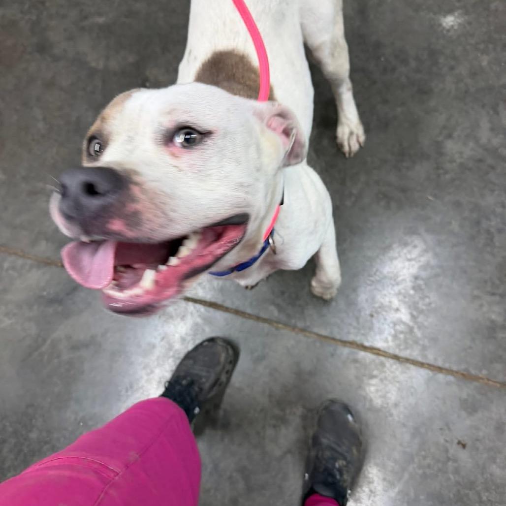 Milo, a Adoptable Pit Bull Terrier in Princeton, KY image 3/5