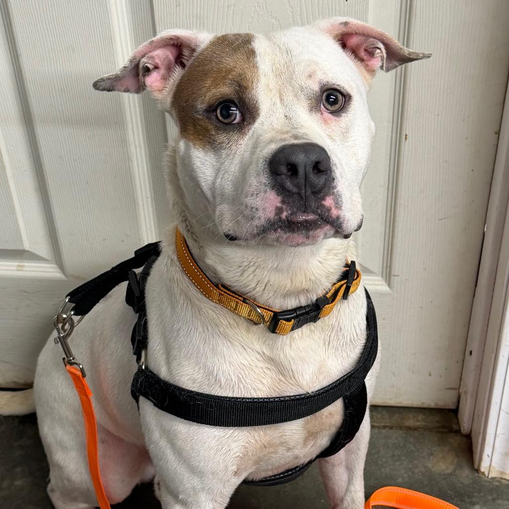 Milo, a Adoptable Pit Bull Terrier in Princeton, KY image 4/5