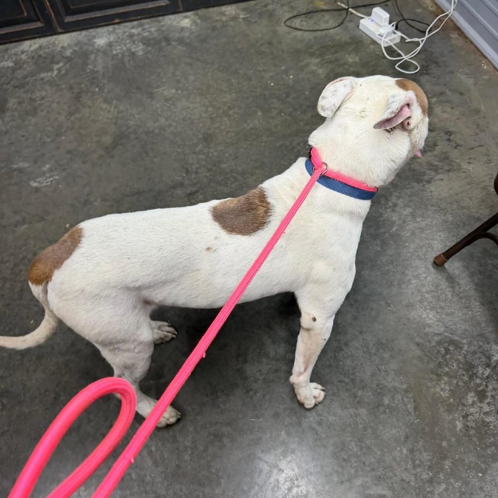 Milo, a Adoptable Pit Bull Terrier in Princeton, KY image 5/5