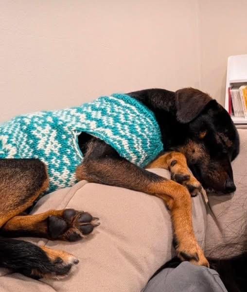 Xander cage, ADOPTABLE, Young Male Miniature Pinscher.