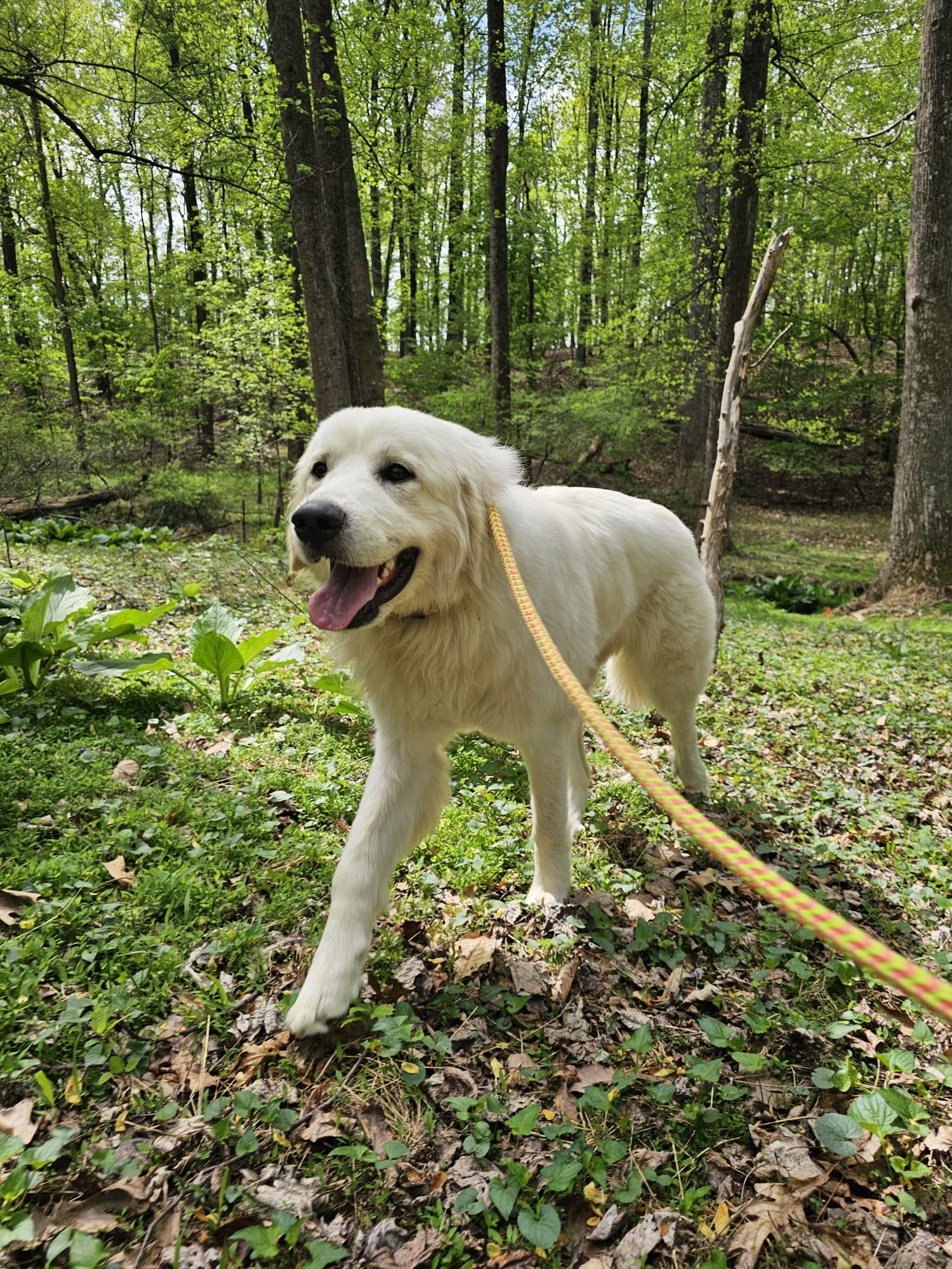 Enlarge Poppy, a ADOPTABLE Great Pyrenees in Silver Spring, MD image 2/6
