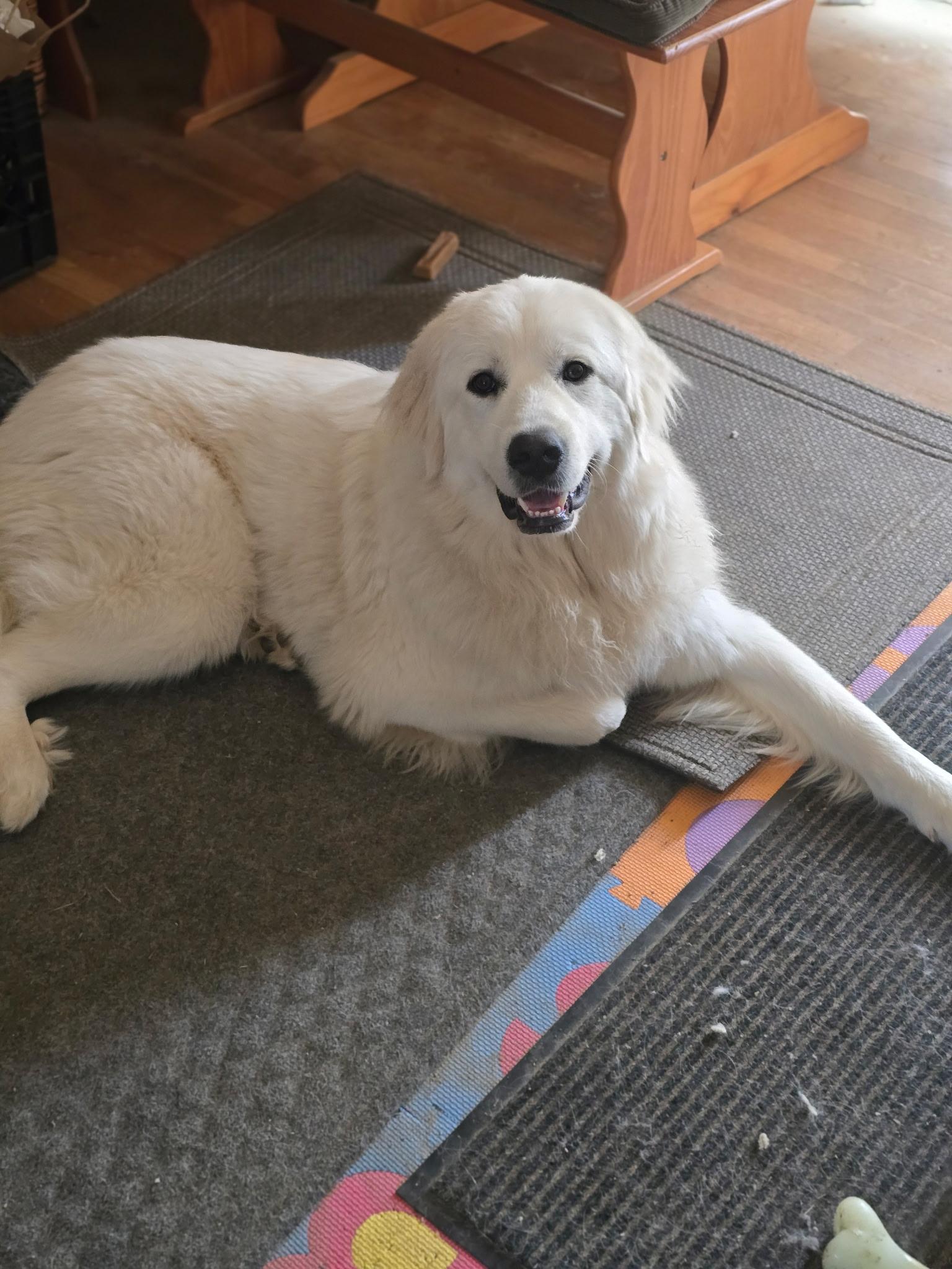 Enlarge Poppy, a ADOPTABLE Great Pyrenees in Silver Spring, MD image 6/6