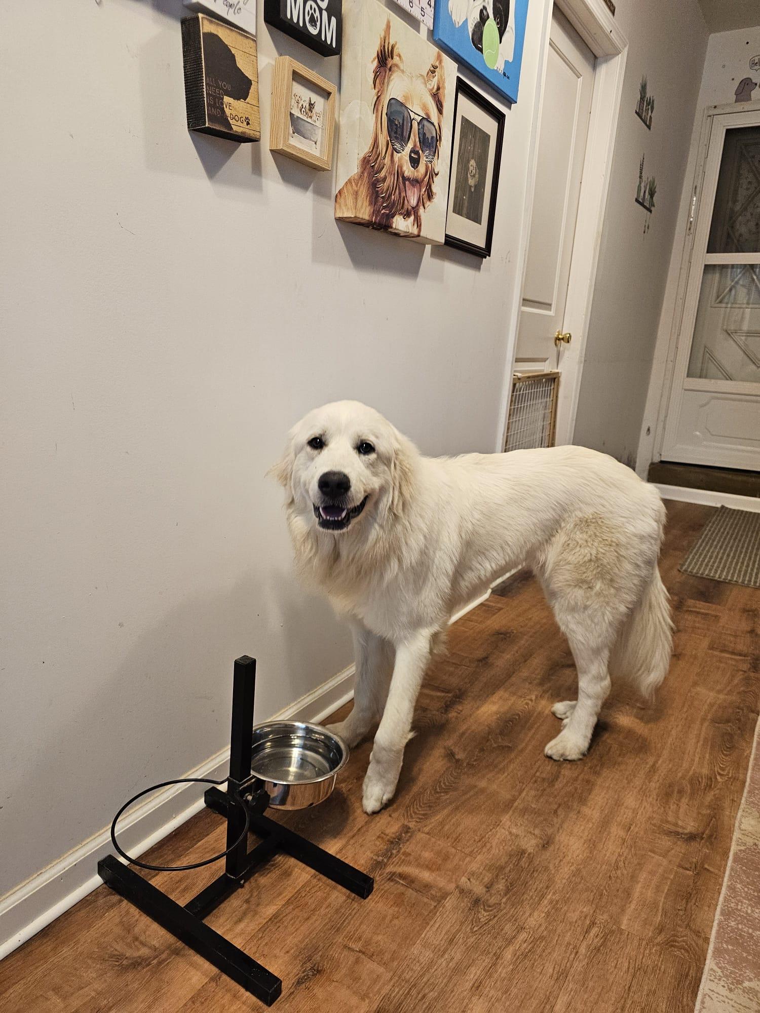Enlarge Poppy, a ADOPTABLE Great Pyrenees in Silver Spring, MD image 3/6