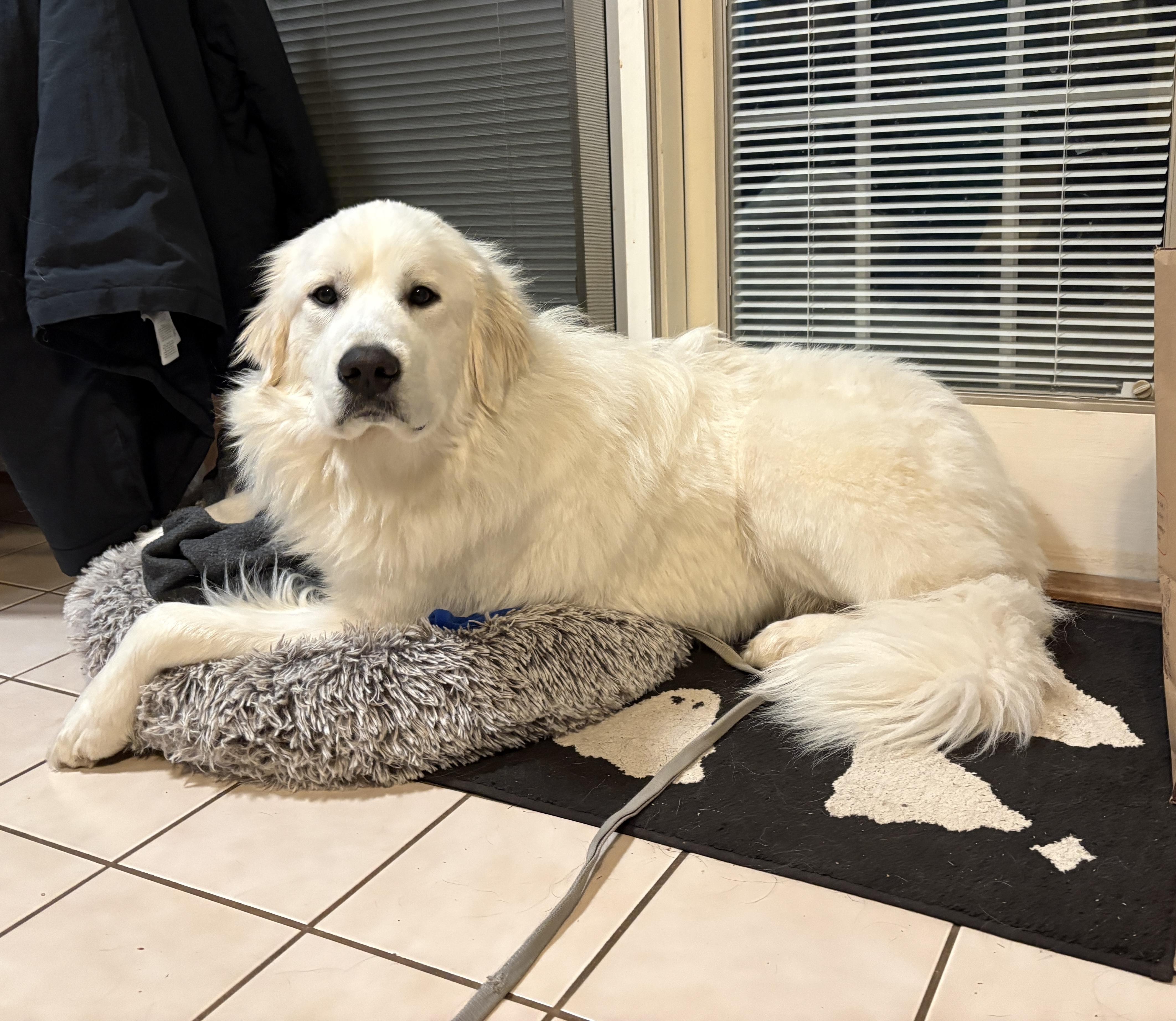 Enlarge Poppy, a ADOPTABLE Great Pyrenees in Silver Spring, MD image 2/6
