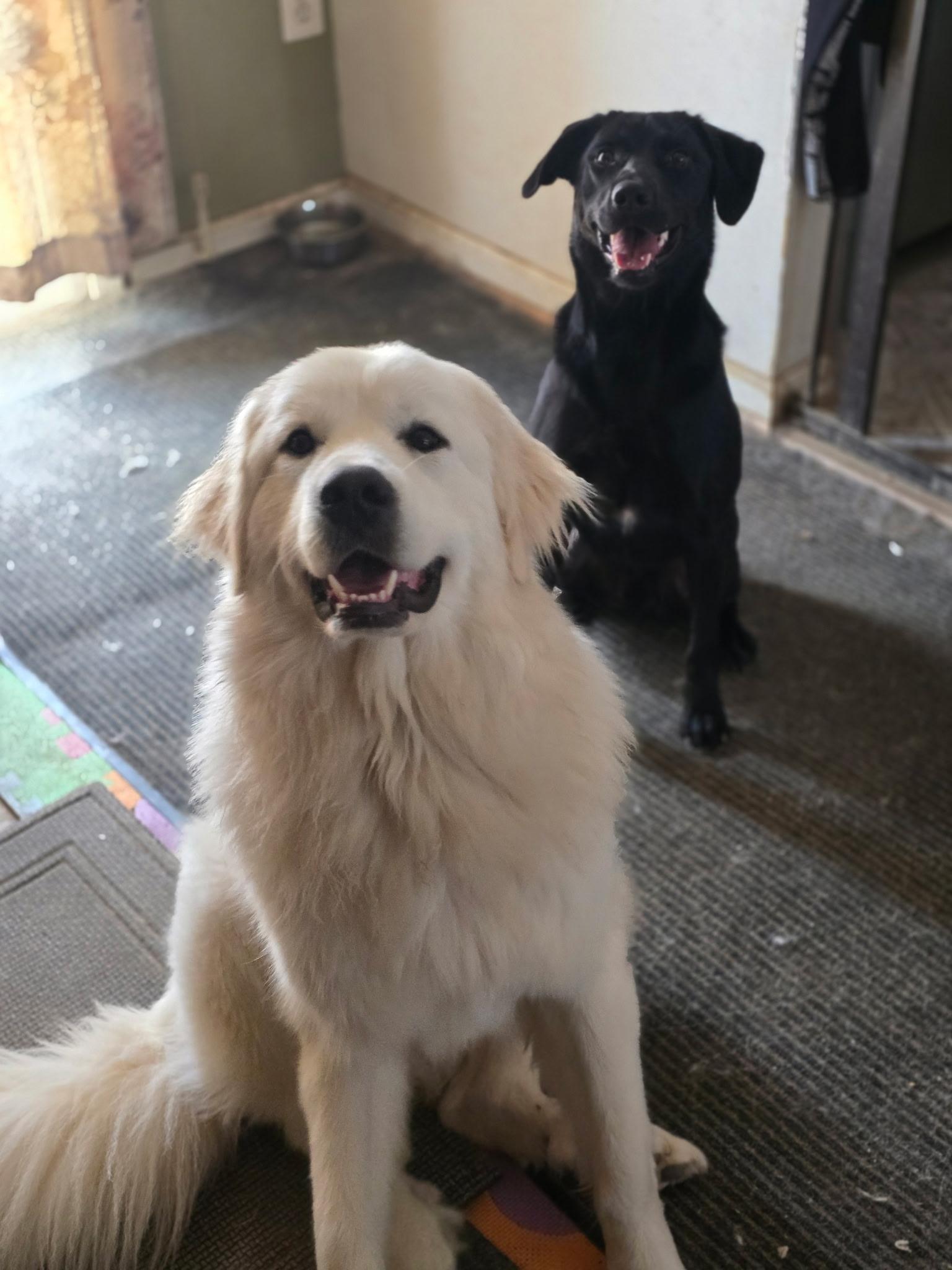 Enlarge Poppy, a ADOPTABLE Great Pyrenees in Silver Spring, MD image 2/6