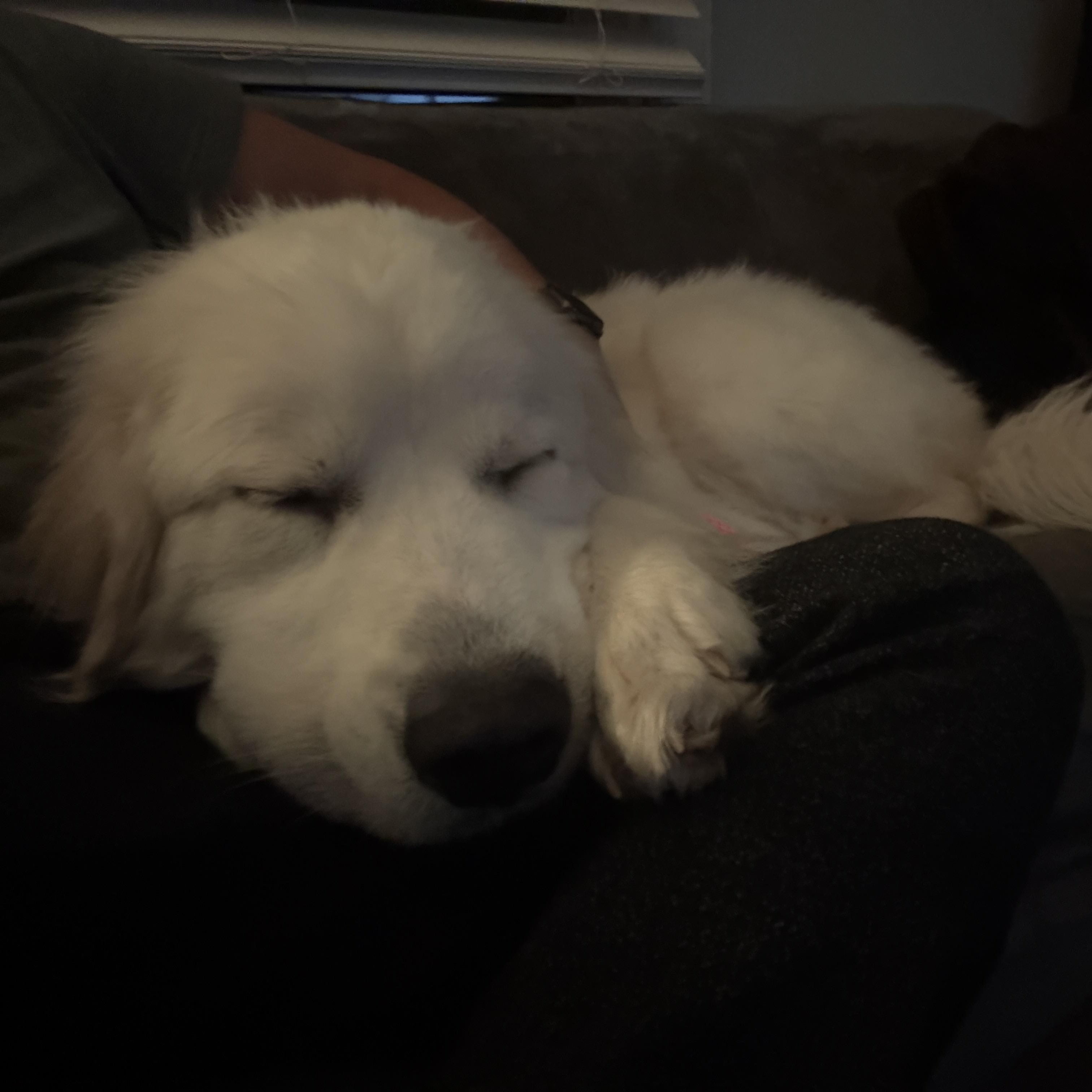 Enlarge Poppy, a ADOPTABLE Great Pyrenees in Silver Spring, MD image 4/6