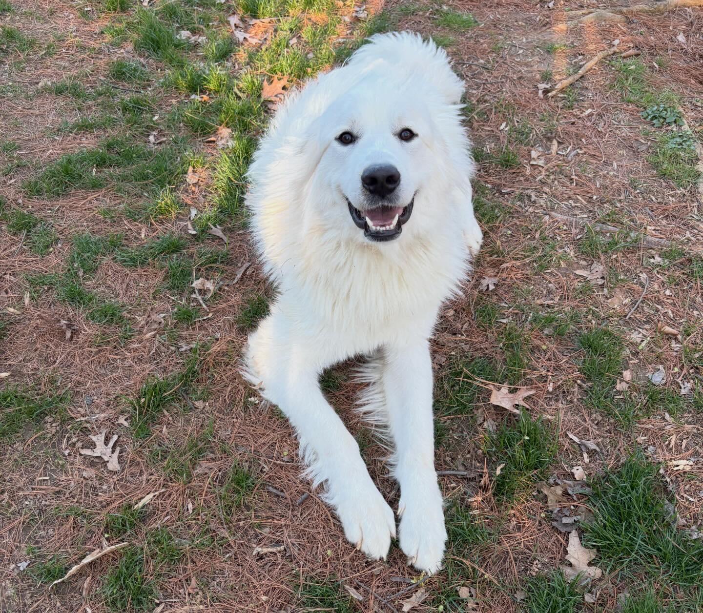 Enlarge Poppy, a ADOPTABLE Great Pyrenees in Silver Spring, MD image 6/6