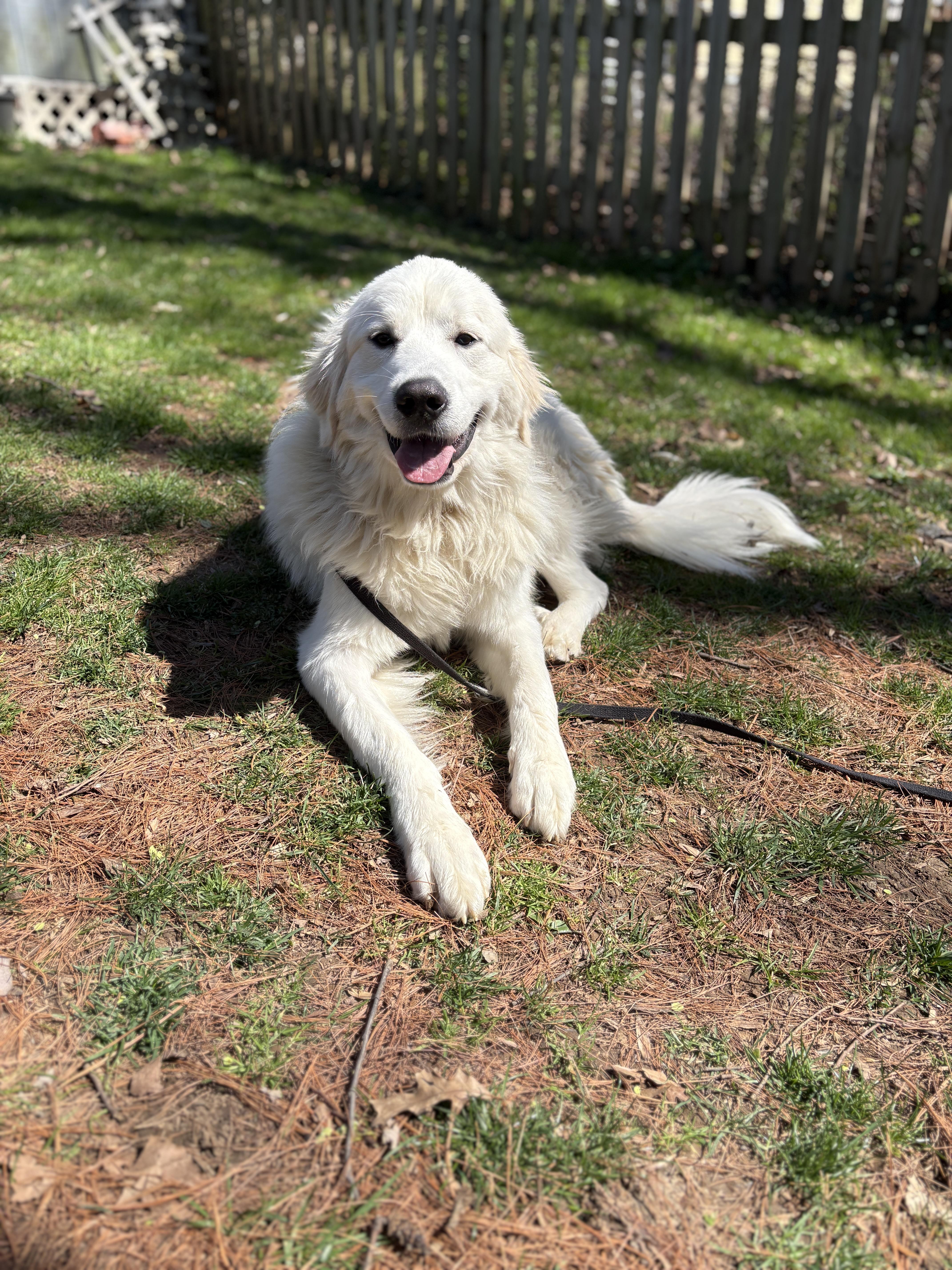 Poppy, ADOPTABLE, Adult Female Great Pyrenees.