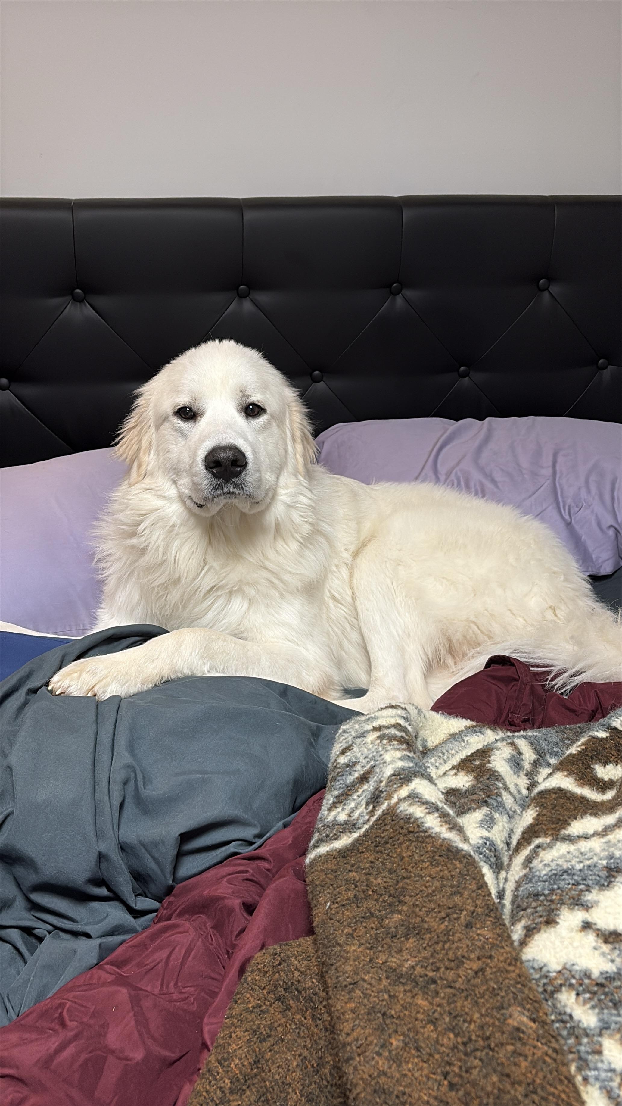 Enlarge Poppy, a ADOPTABLE Great Pyrenees in Silver Spring, MD image 3/6
