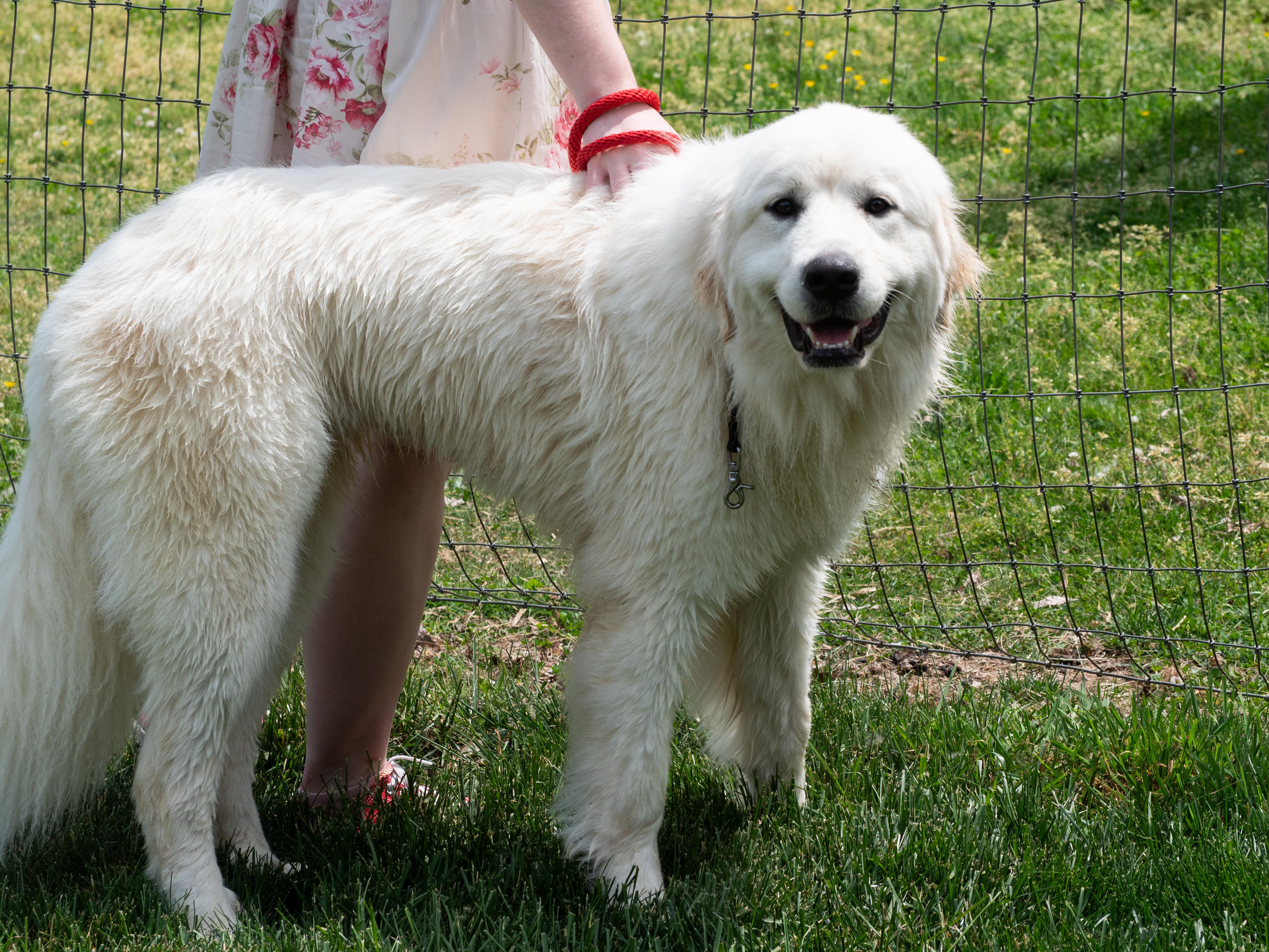 Enlarge Poppy, a ADOPTABLE Great Pyrenees in Silver Spring, MD image 3/6