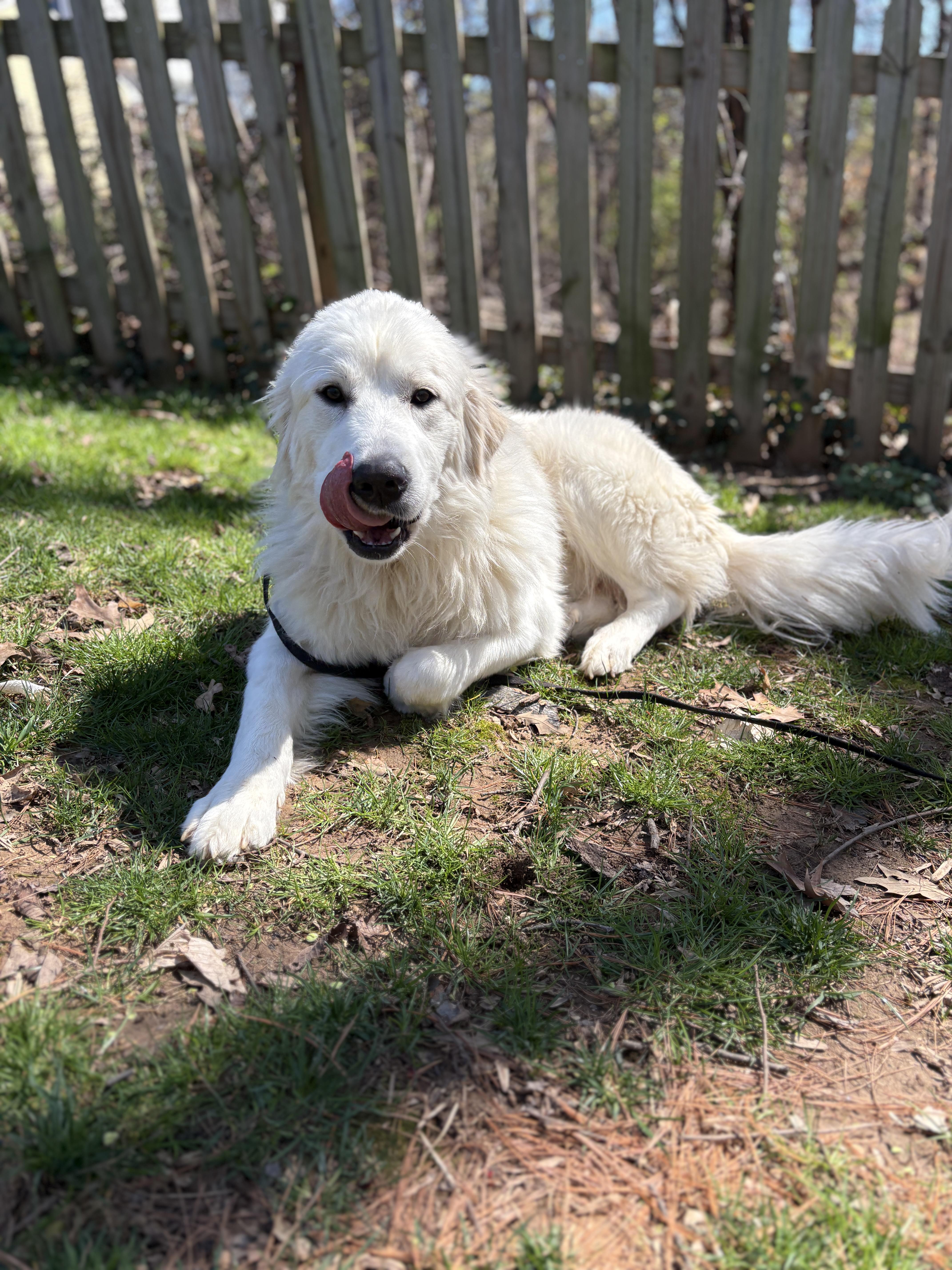 Enlarge Poppy, a ADOPTABLE Great Pyrenees in Silver Spring, MD image 5/6