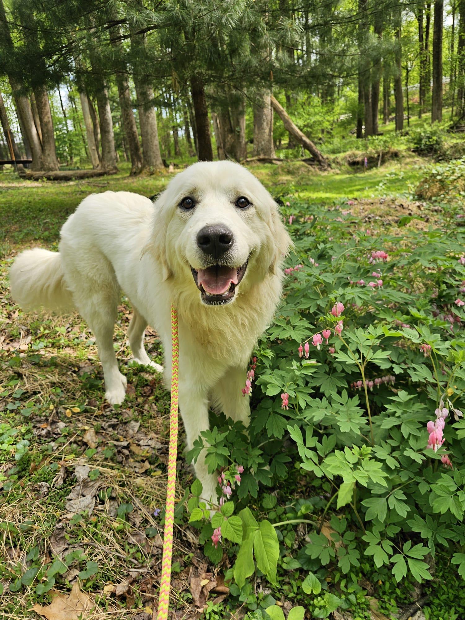 Poppy, ADOPTABLE, Young Female Great Pyrenees.