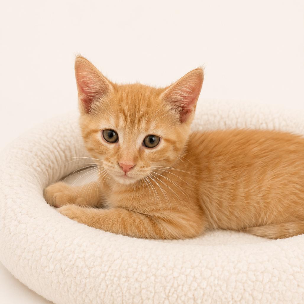 Hank, Adoptable, Kitten Male Domestic Short Hair.