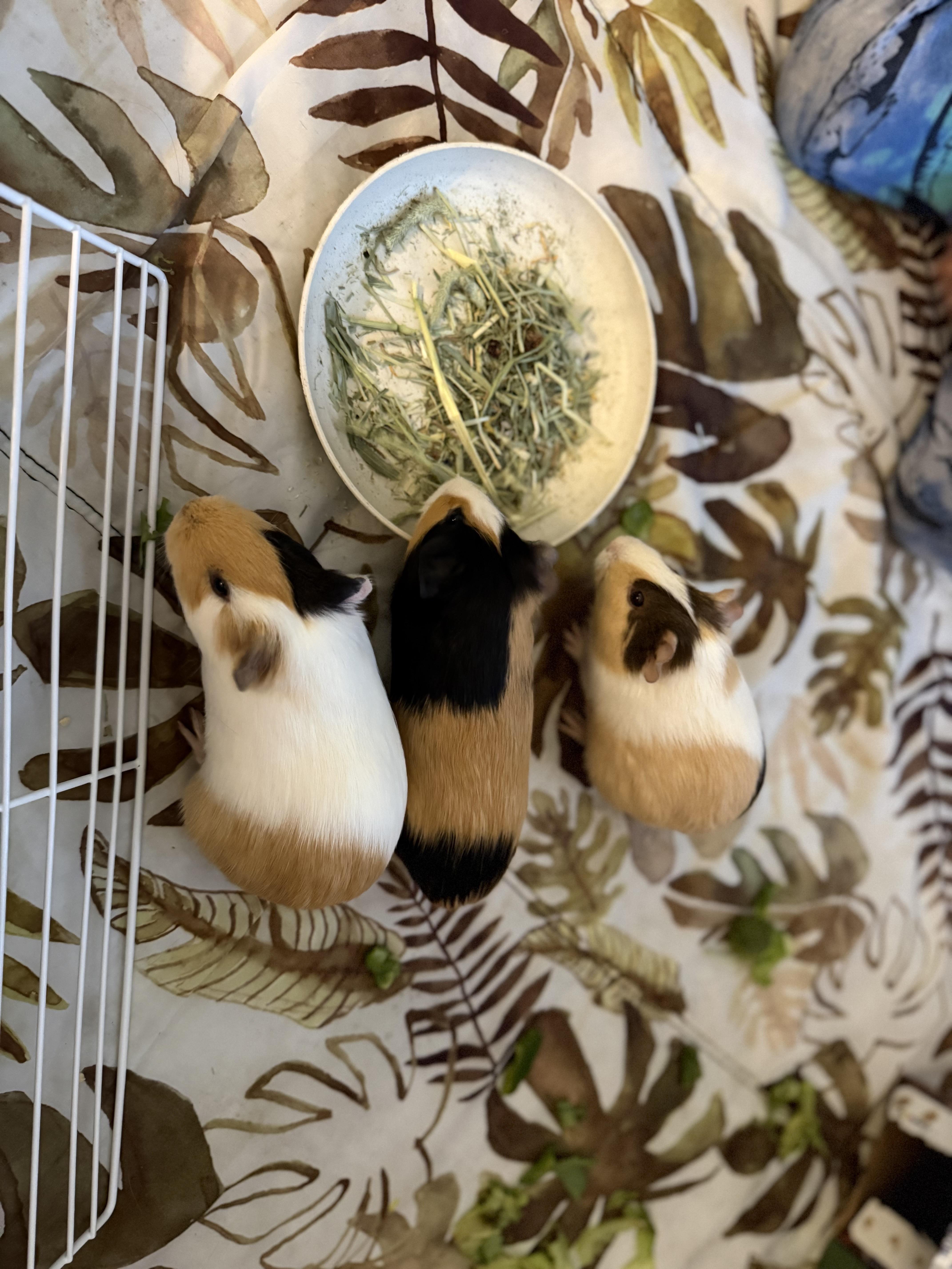 Chocolate, a ADOPTABLE Guinea Pig in Nantucket, MA image 2/4