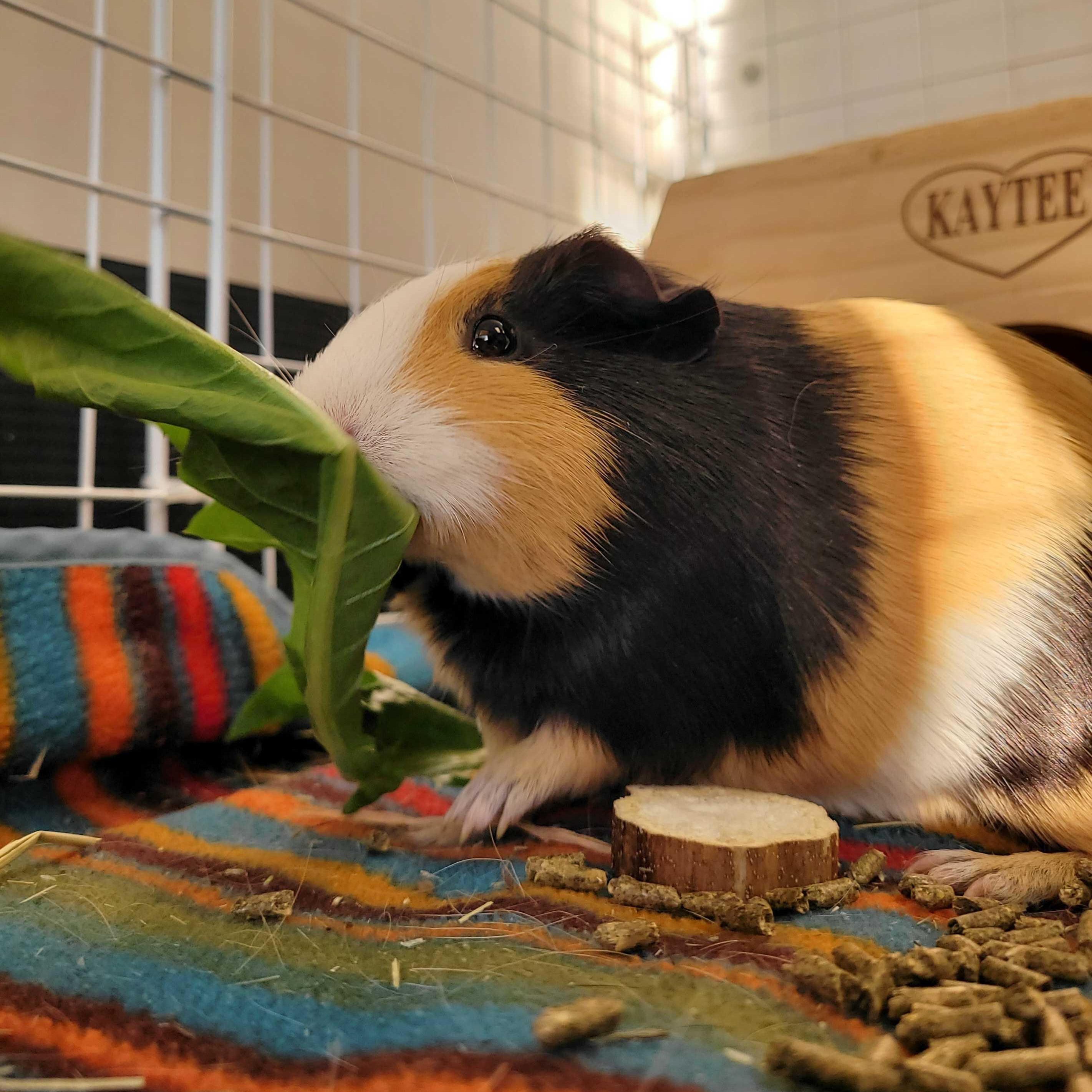 Chocolate, ADOPTABLE, Young Female Guinea Pig.