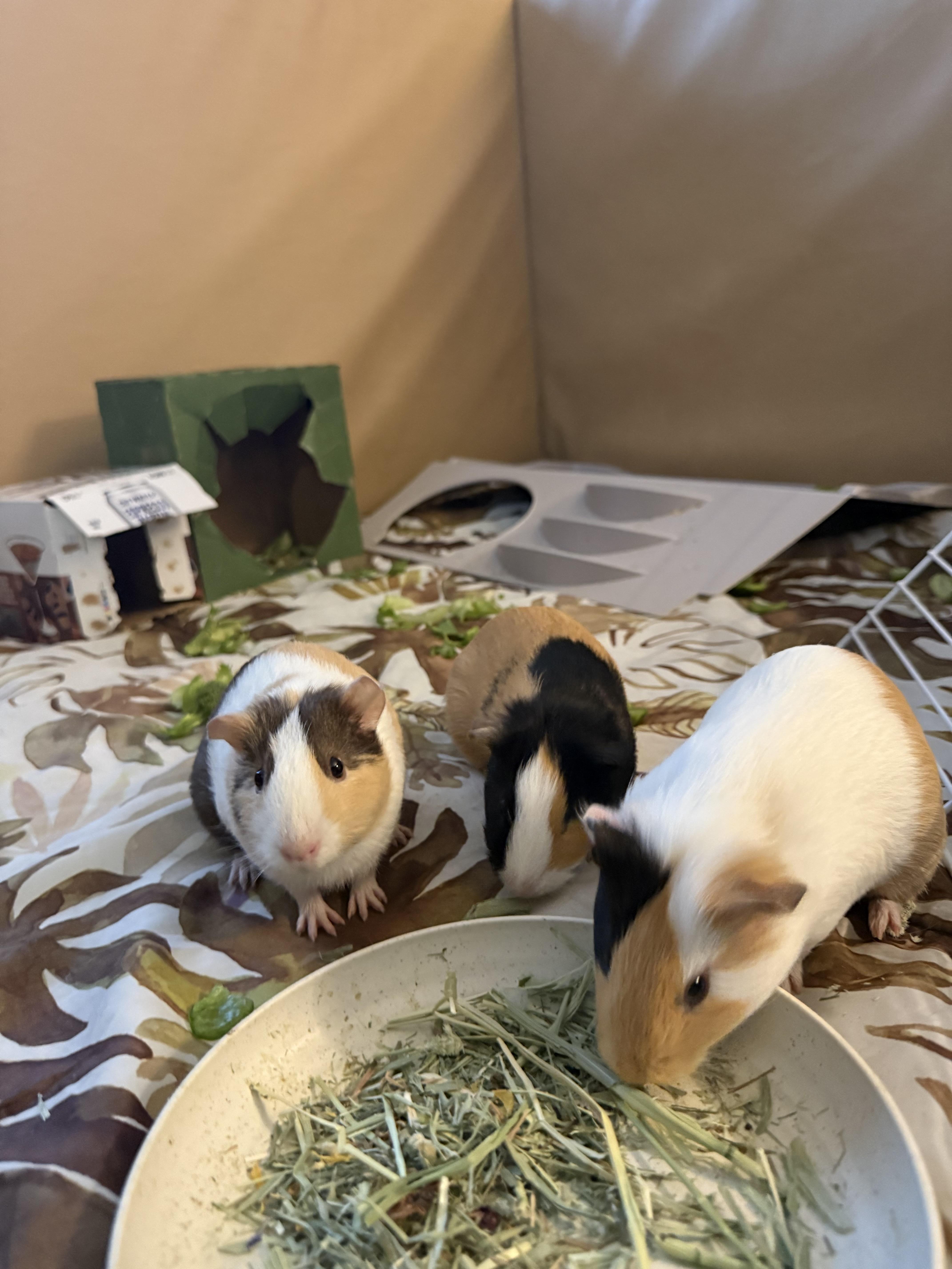 Chocolate, a ADOPTABLE Guinea Pig in Nantucket, MA image 3/4