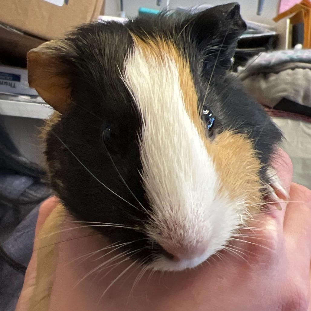Chocolate, a ADOPTABLE Guinea Pig in Nantucket, MA image 1/4
