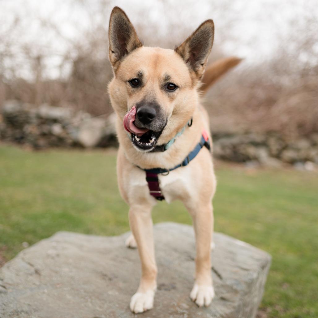 Maui, Adoptable, Adult Male Husky & Beagle.